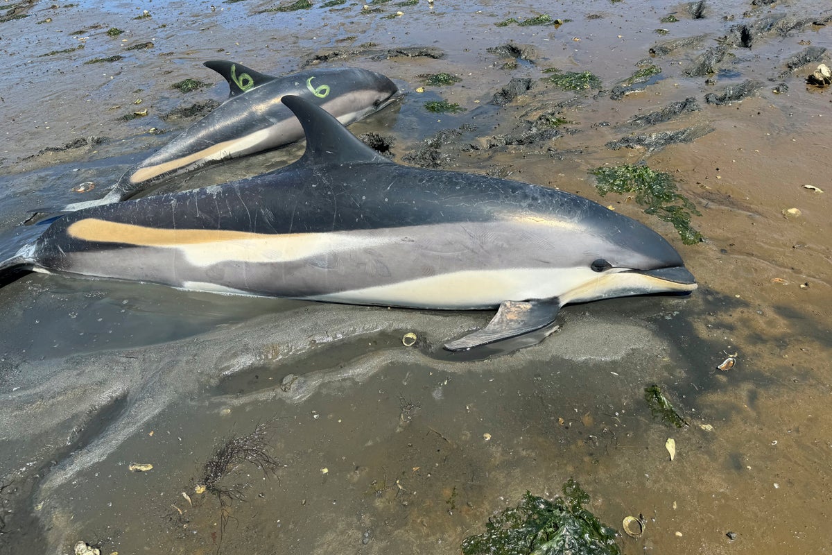 Mystery dolphin mass stranding found to be the largest in US history