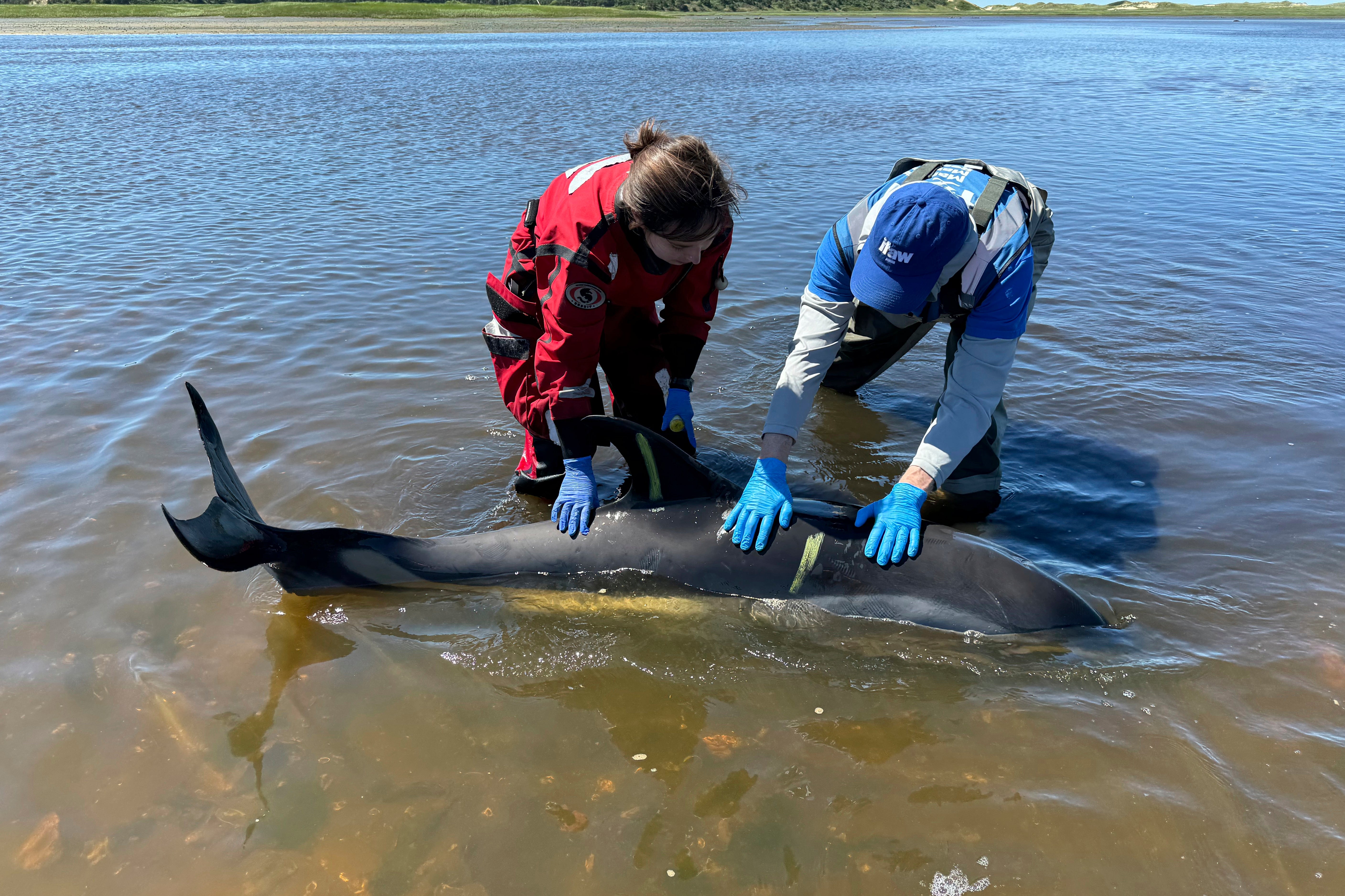 Alyssa Wile, left, and David Aronow help a stranded dolphin on Cape Cod, Mass., on June 28, 2024. A review of data and aerial imagery in July 2024 revealed that a total of 146 dolphins were involved in the stranding and 102 survived