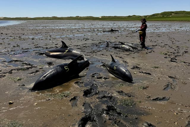 DELFINES VARADOS