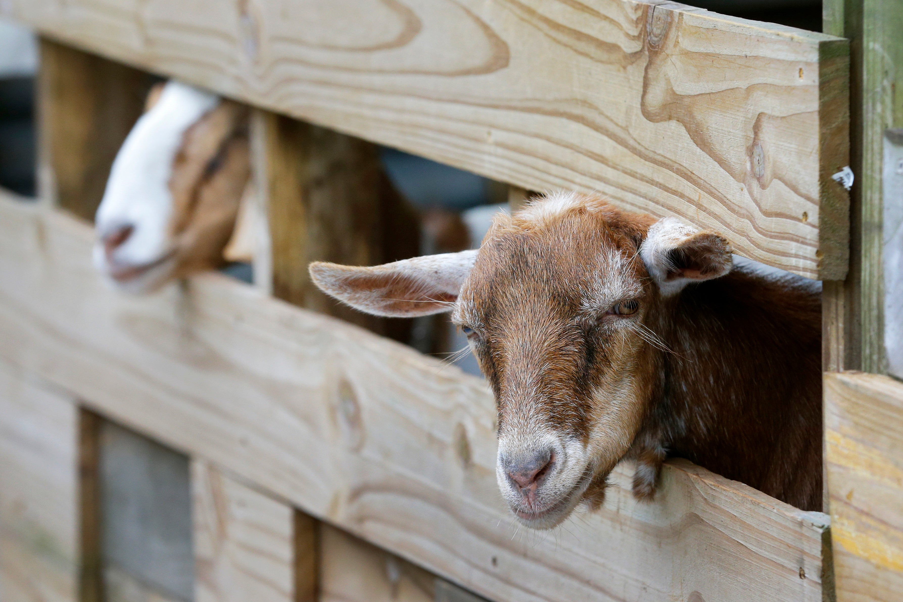 Houston Power Outages Agriculture