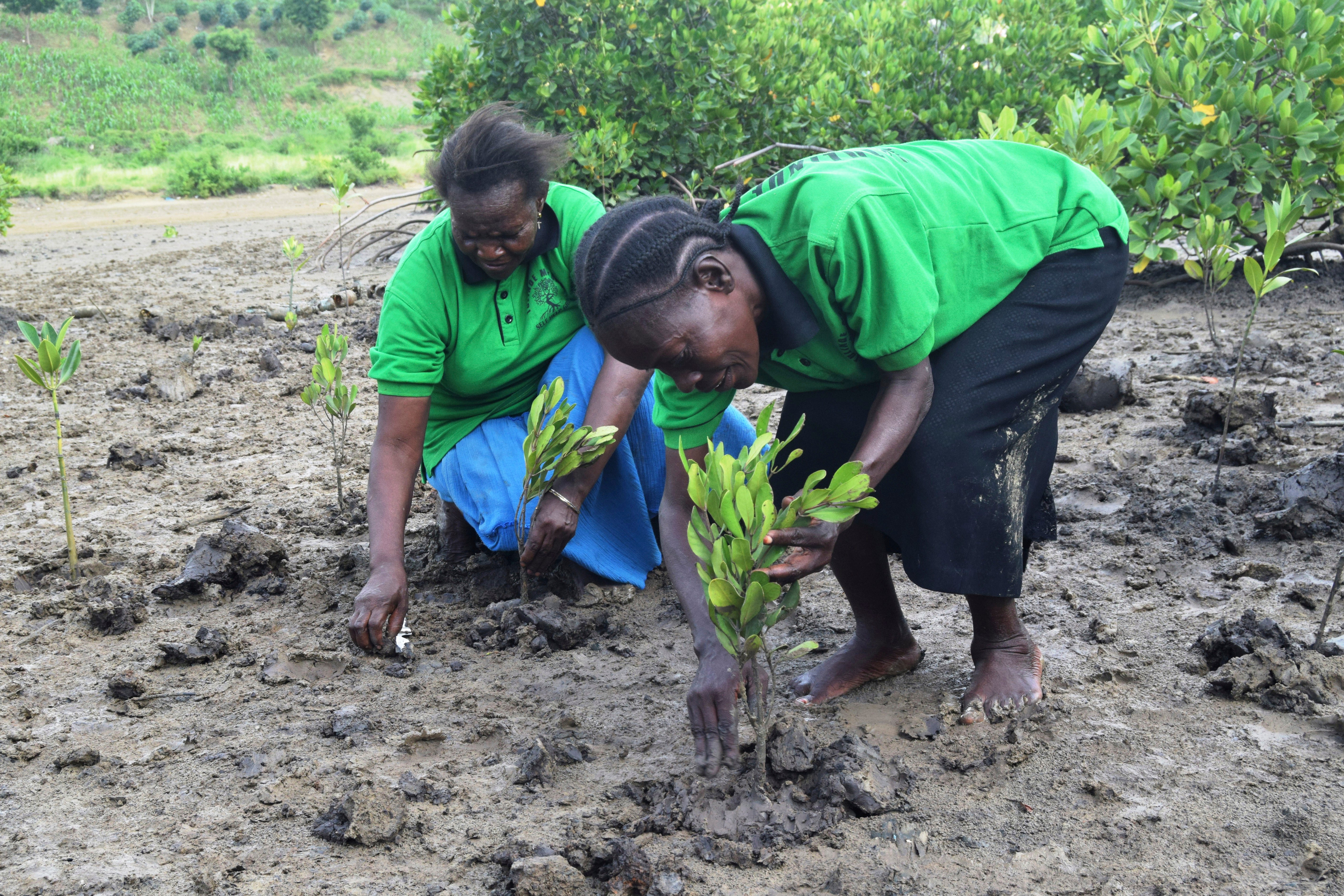 Kenya Bees and Mangroves