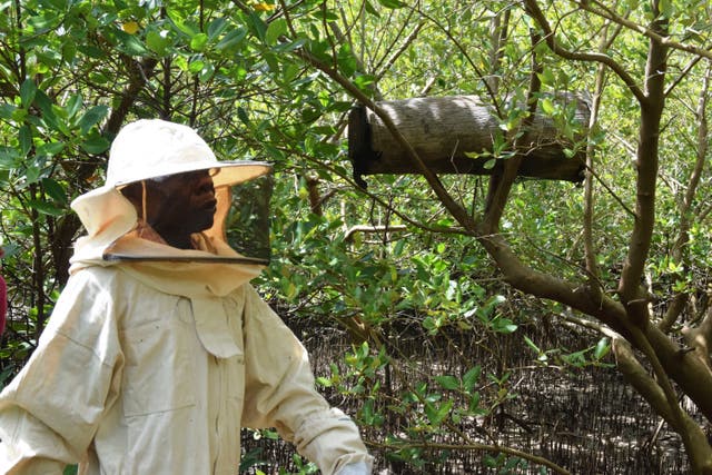 Kenya Bees and Mangroves