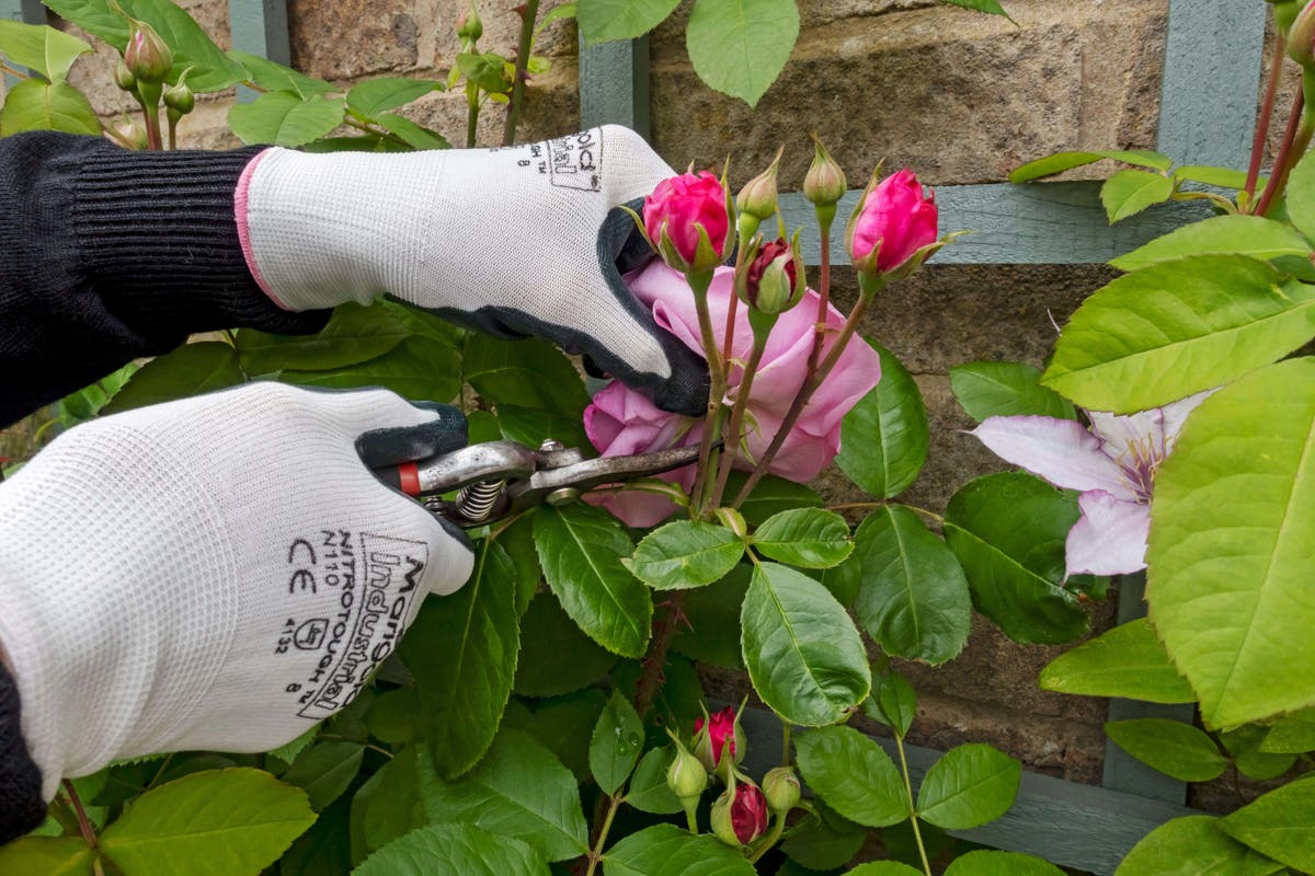 What is deadheading and is it really necessary? What is deadheading and is it really necessary?