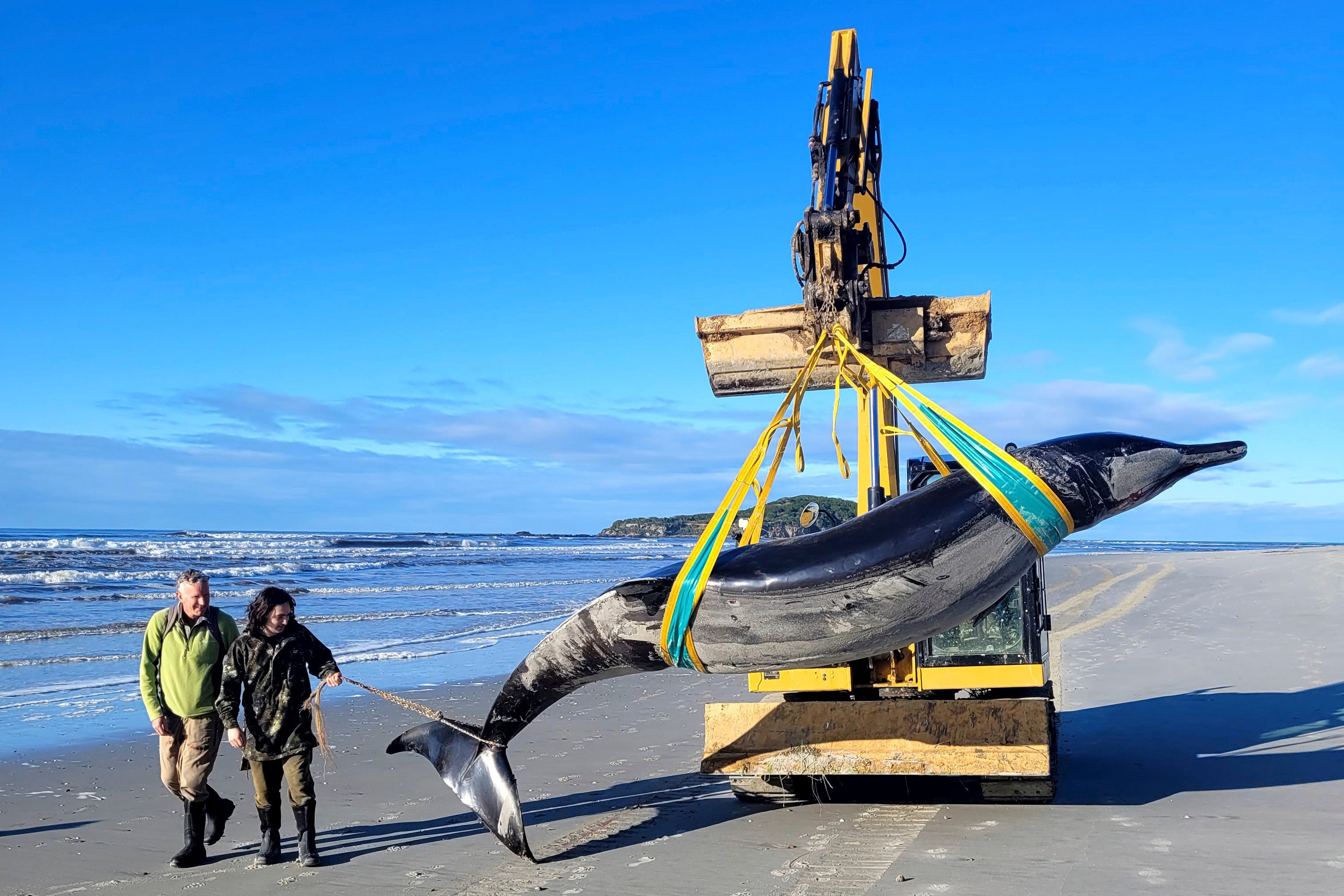 The world’s rarest whale has never been seen alive – scientists may ...