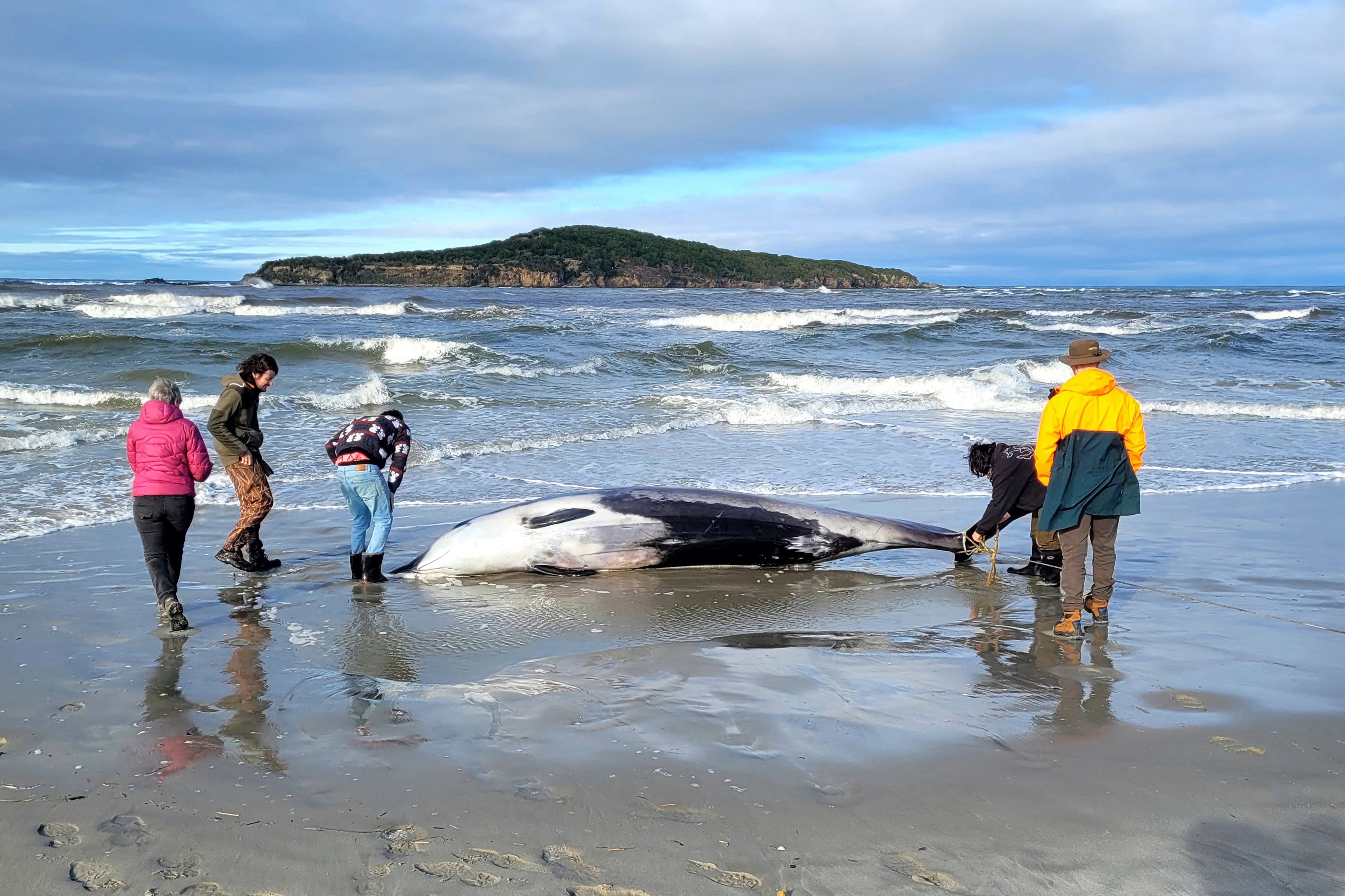 Rangers inspect what is believed to be a rare spade-toothed whale on July 5, 2024, after it was found washed ashore on a beach near Otago, New Zealand