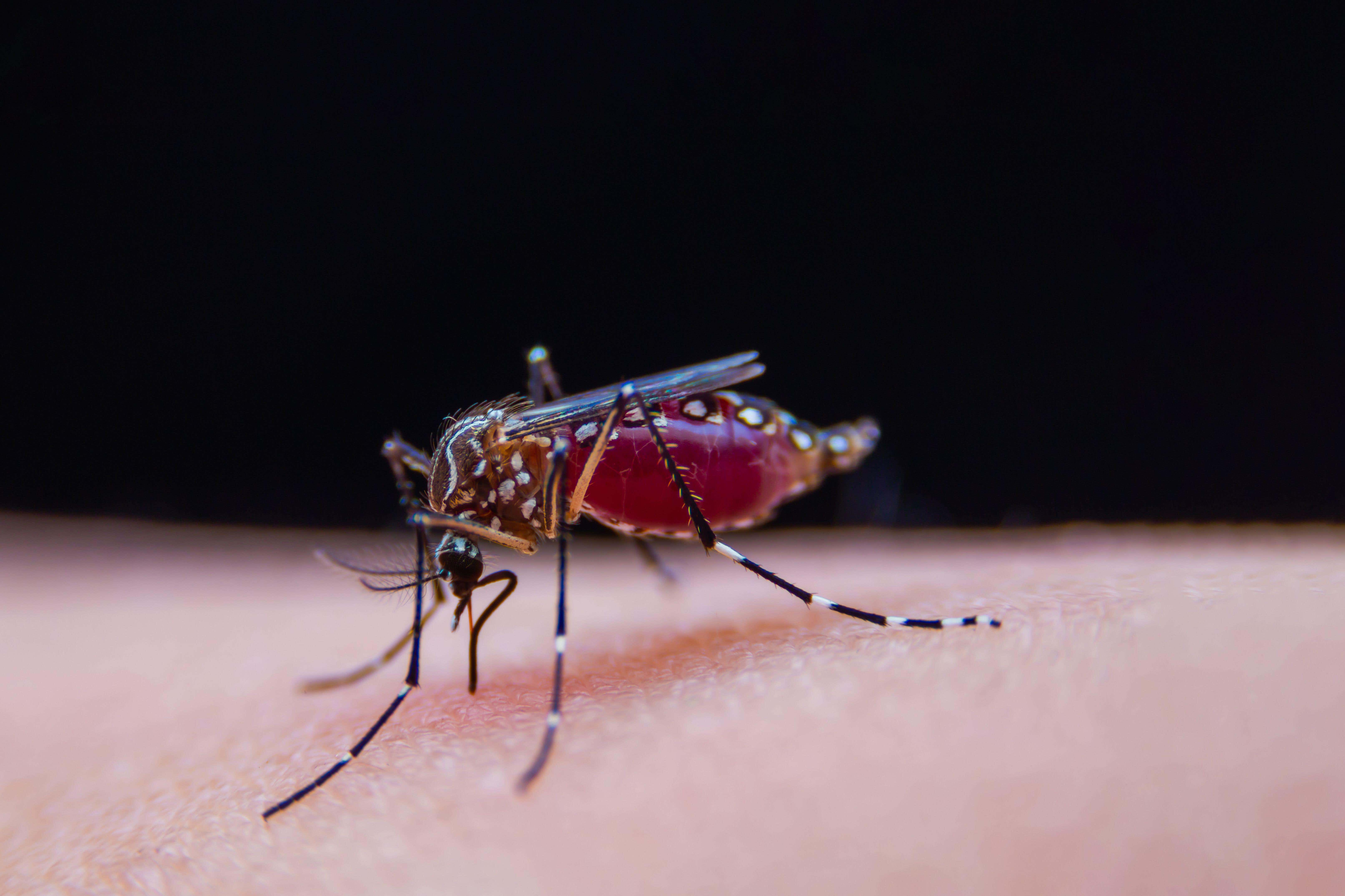 A new vaccine could help to eradicate malaria which is spread by mosquitoes carrying the disease (Alamy/PA)