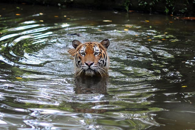 <p>File. A Malayan tiger takes a dip at the National Zoo in Kuala Lumpur, Malaysia</p>