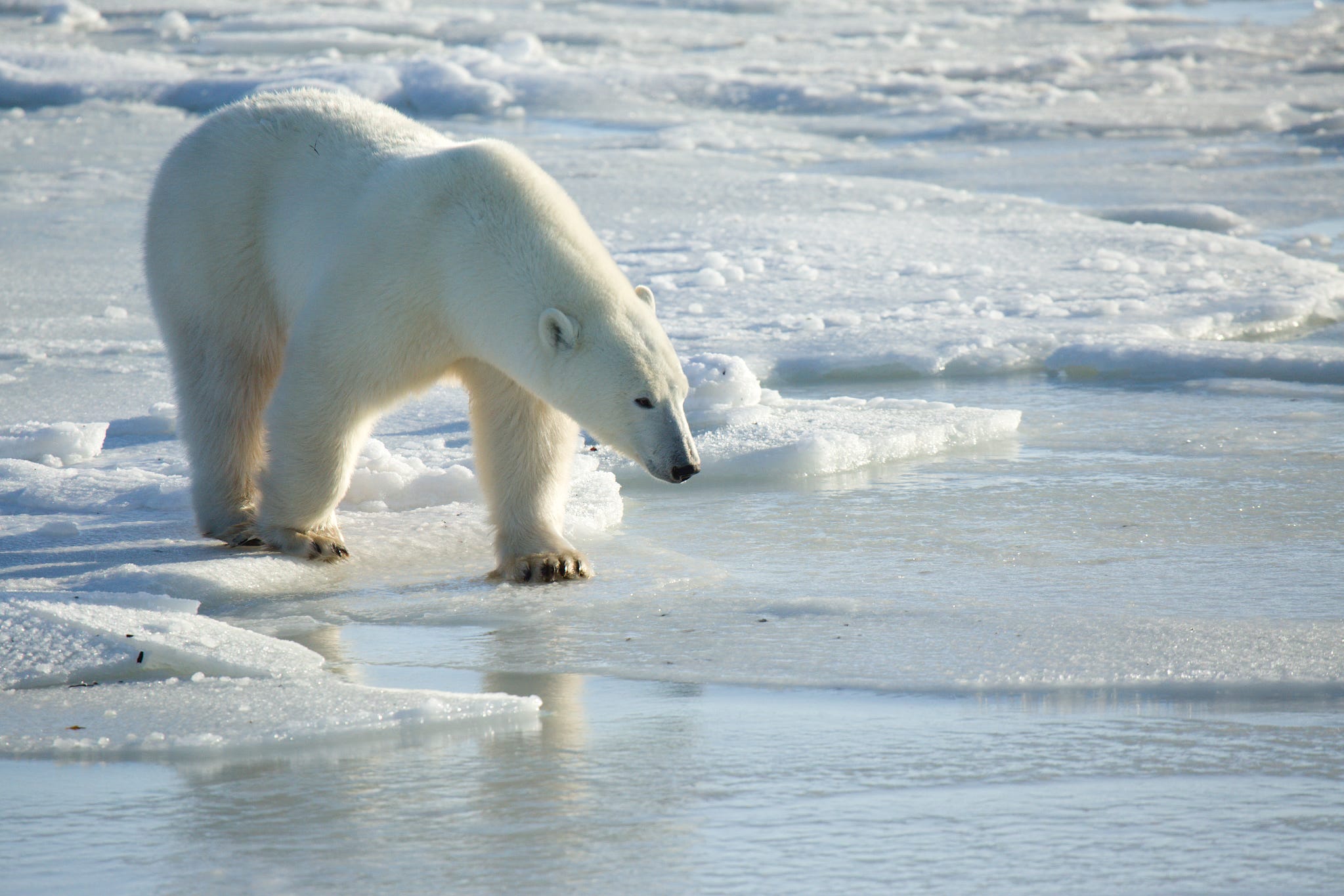 A polar bear in the wild on ice (PA)