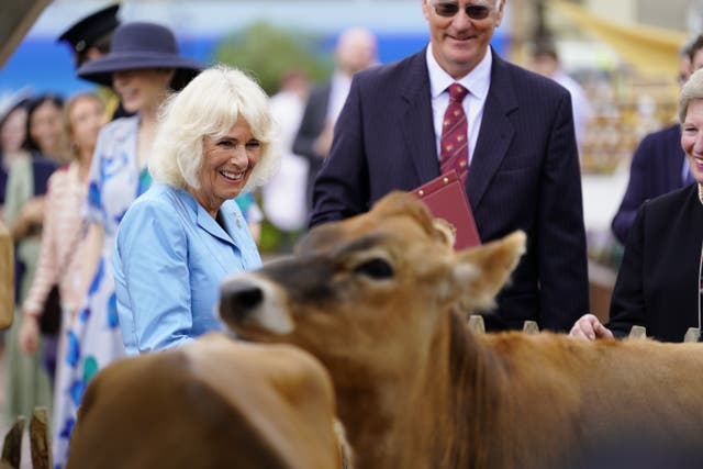 The Queen admires some Jersey cattle as she attends the Jersey Expo Event at Weighbridge Place in St Helier, Jersey (Andrew Matthews.The Sun/PA)