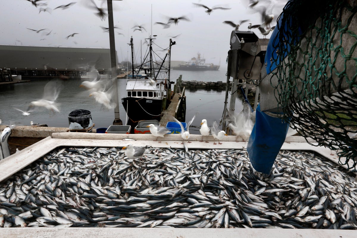 New England fishermen sentenced in complex herring fraud case