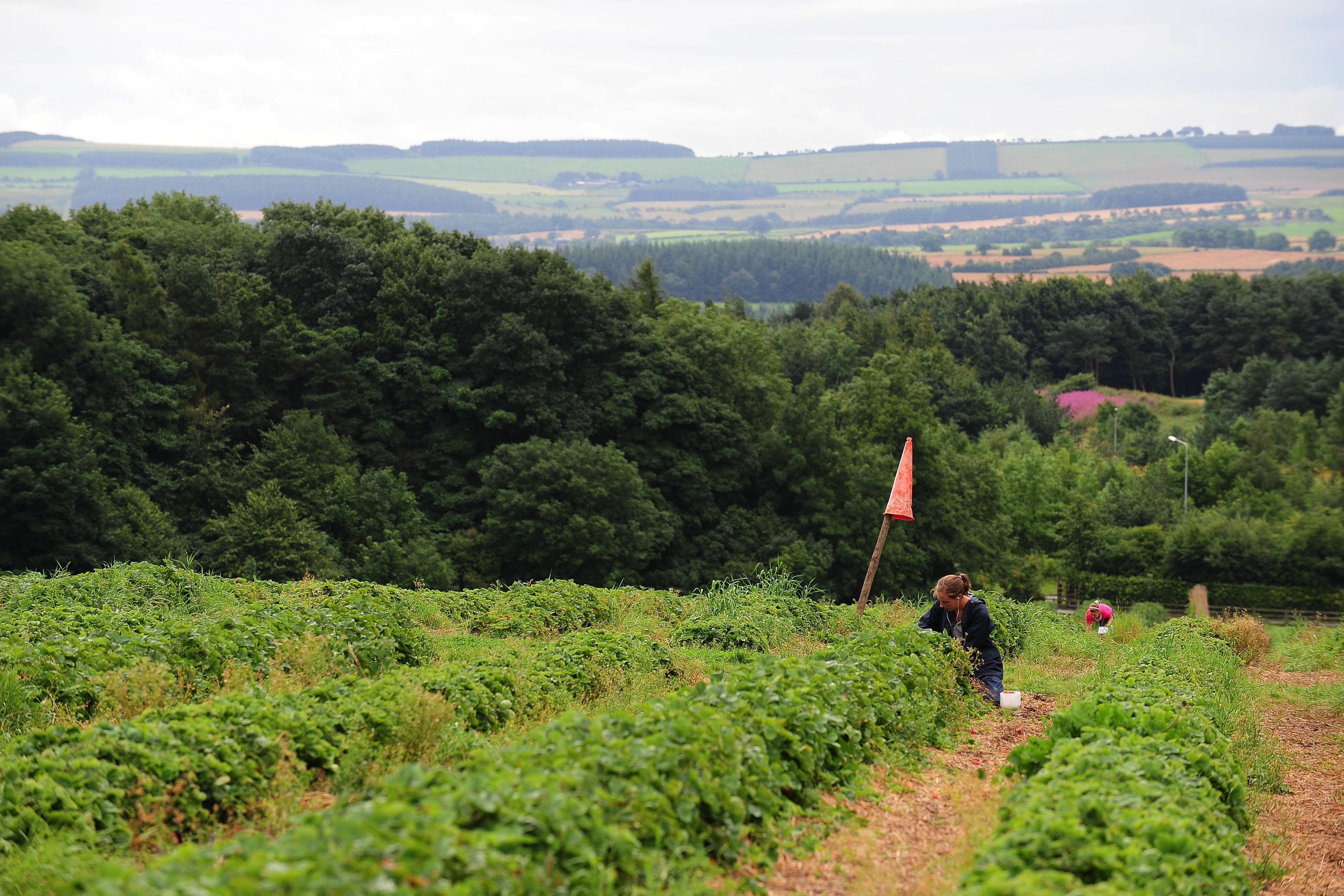 Agriculture’s reliance on migrant seasonal workers, for jobs like fruit picking in the summer, is ‘unlike any other in the UK’ (Owen Humphreys/PA)