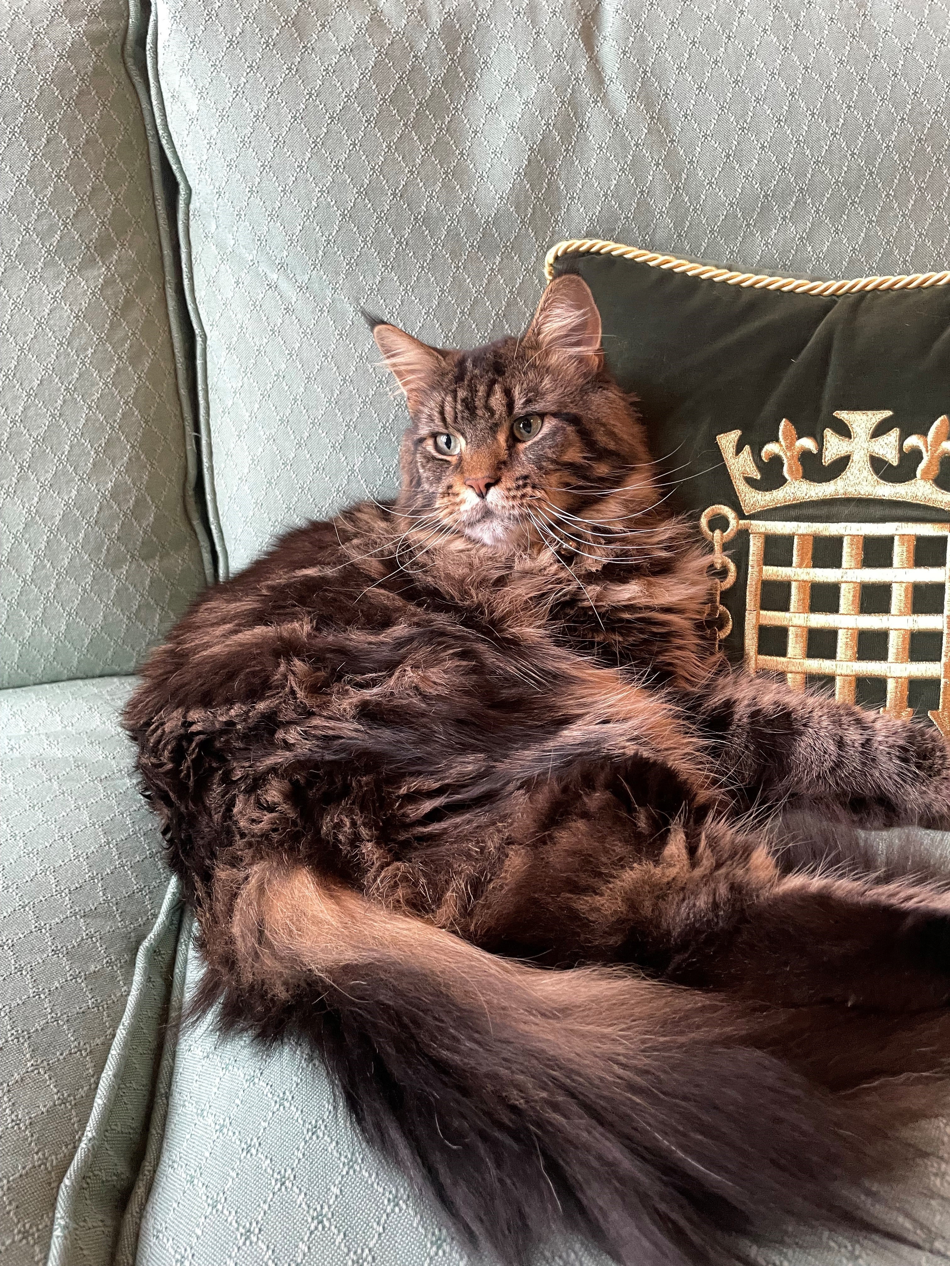 Attlee the cat, dubbed "head mouser of Speaker's House", in the office of Speaker of the House of Commons Sir Lindsay Hoyle at the Houses of Parliament in Westminster