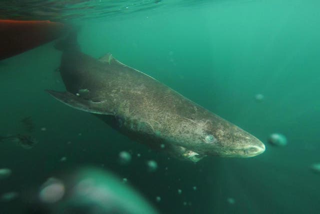 <p>Greenland sharks live for hundreds of years</p>