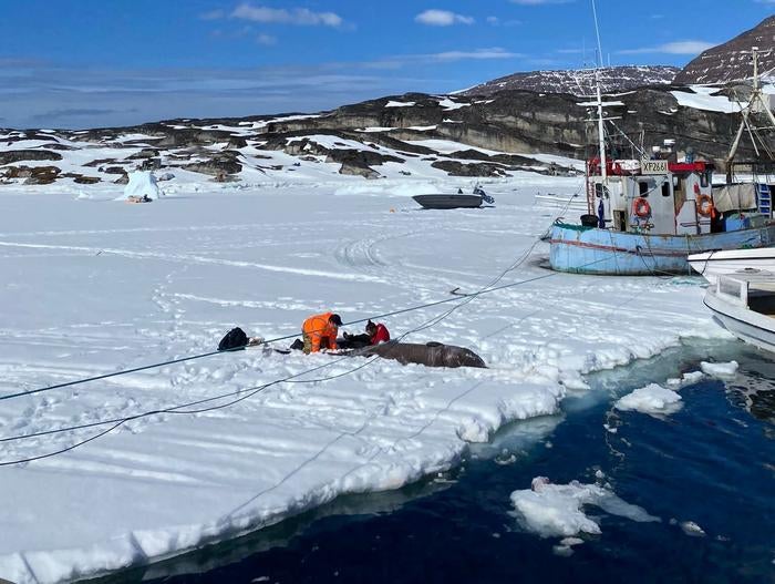 Scientists collect tissue samples from a Greenland shark