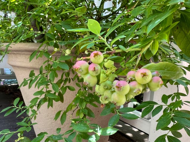 Gardening ' Blueberries