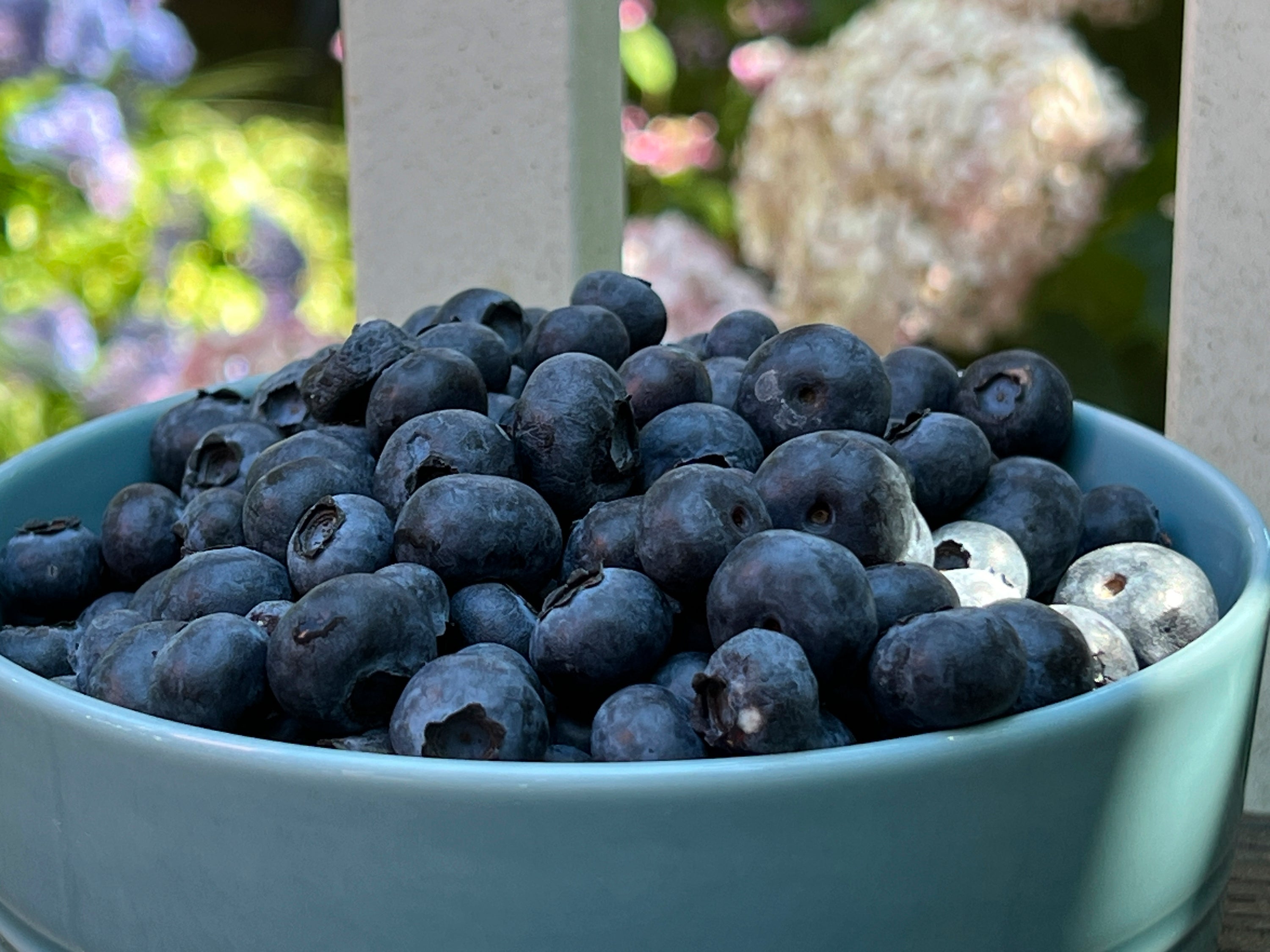 Gardening ' Blueberries