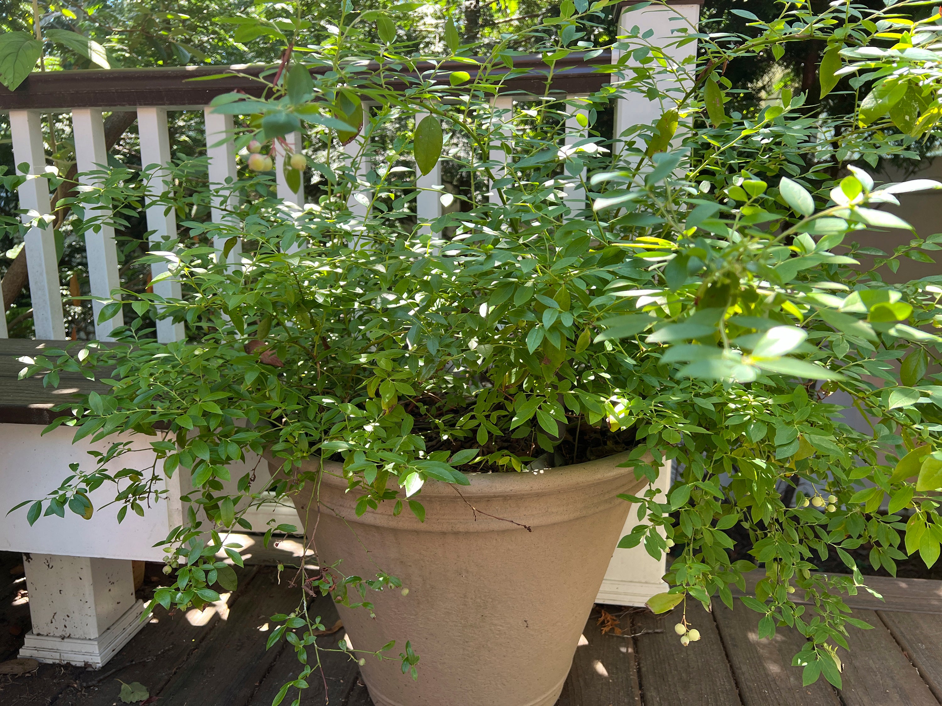 Gardening ' Blueberries