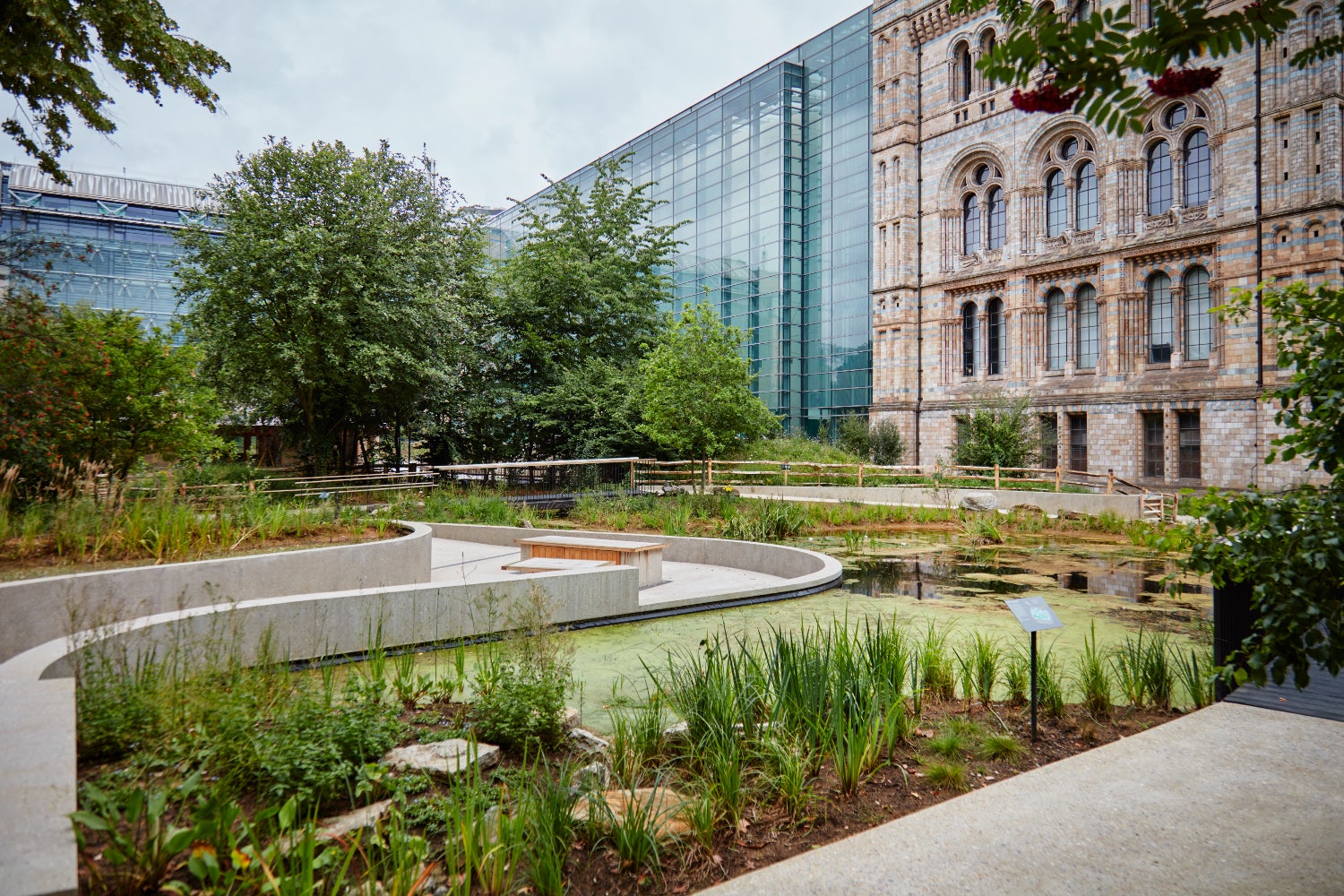 The pond in the Nature Discovery Garden. (Trustee of the Natural History Museum, London)