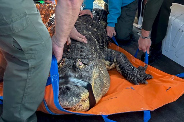 Alligator Seized