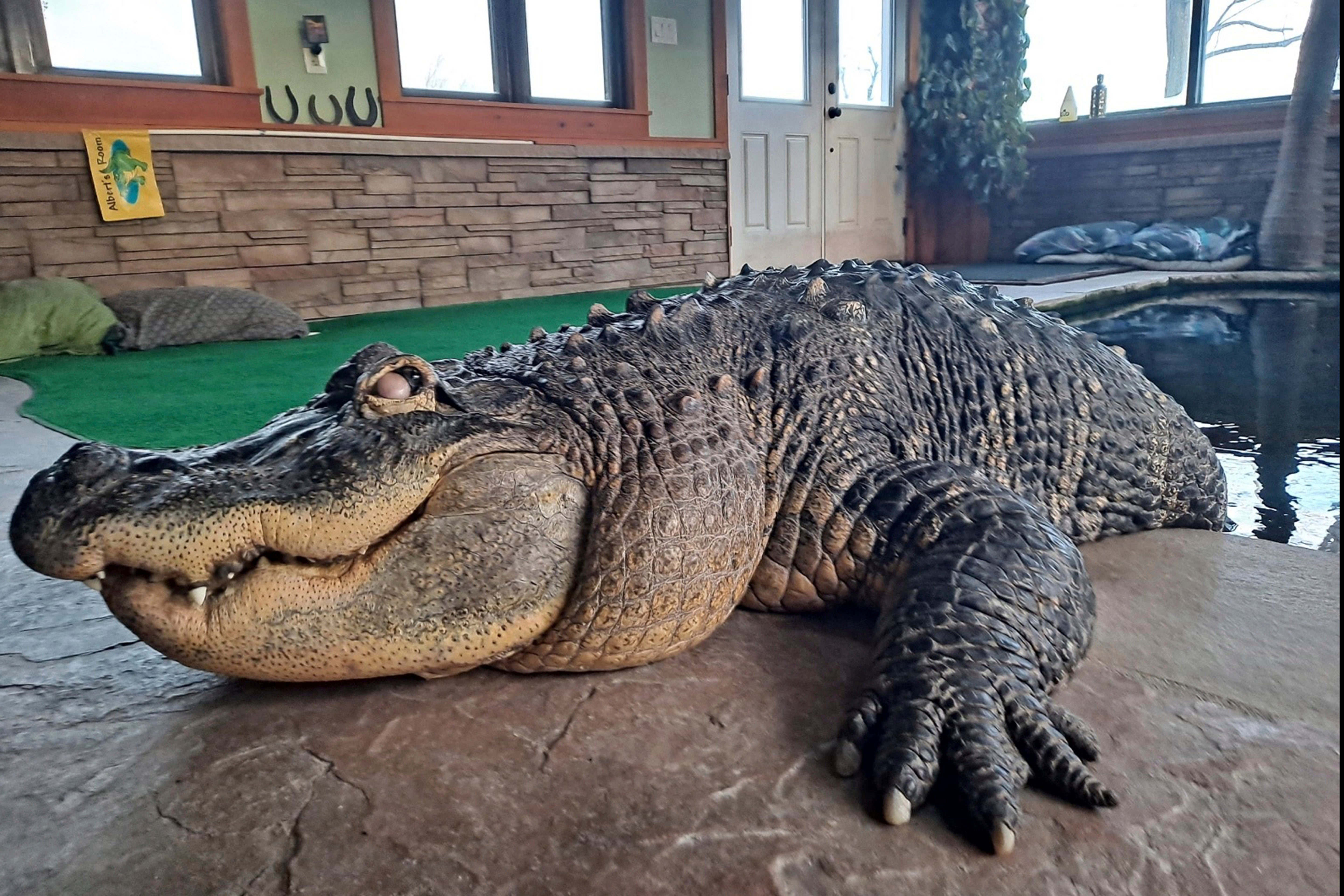 Alligator Seized