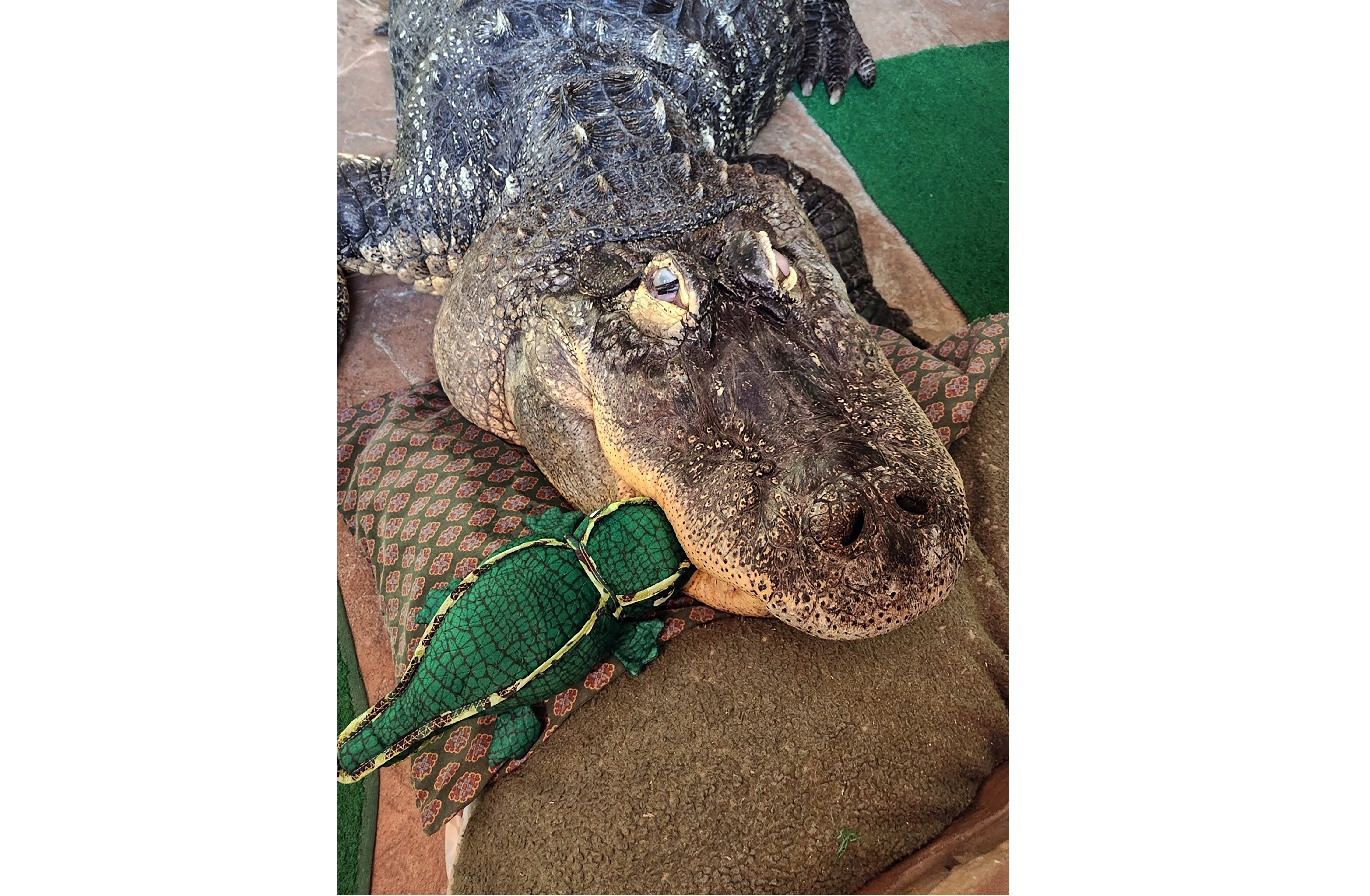 Alligator Seized