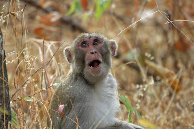 Monkeys who are facially expressive may also be better leaders, research suggests (Chris Wallace/Alamy/PA)