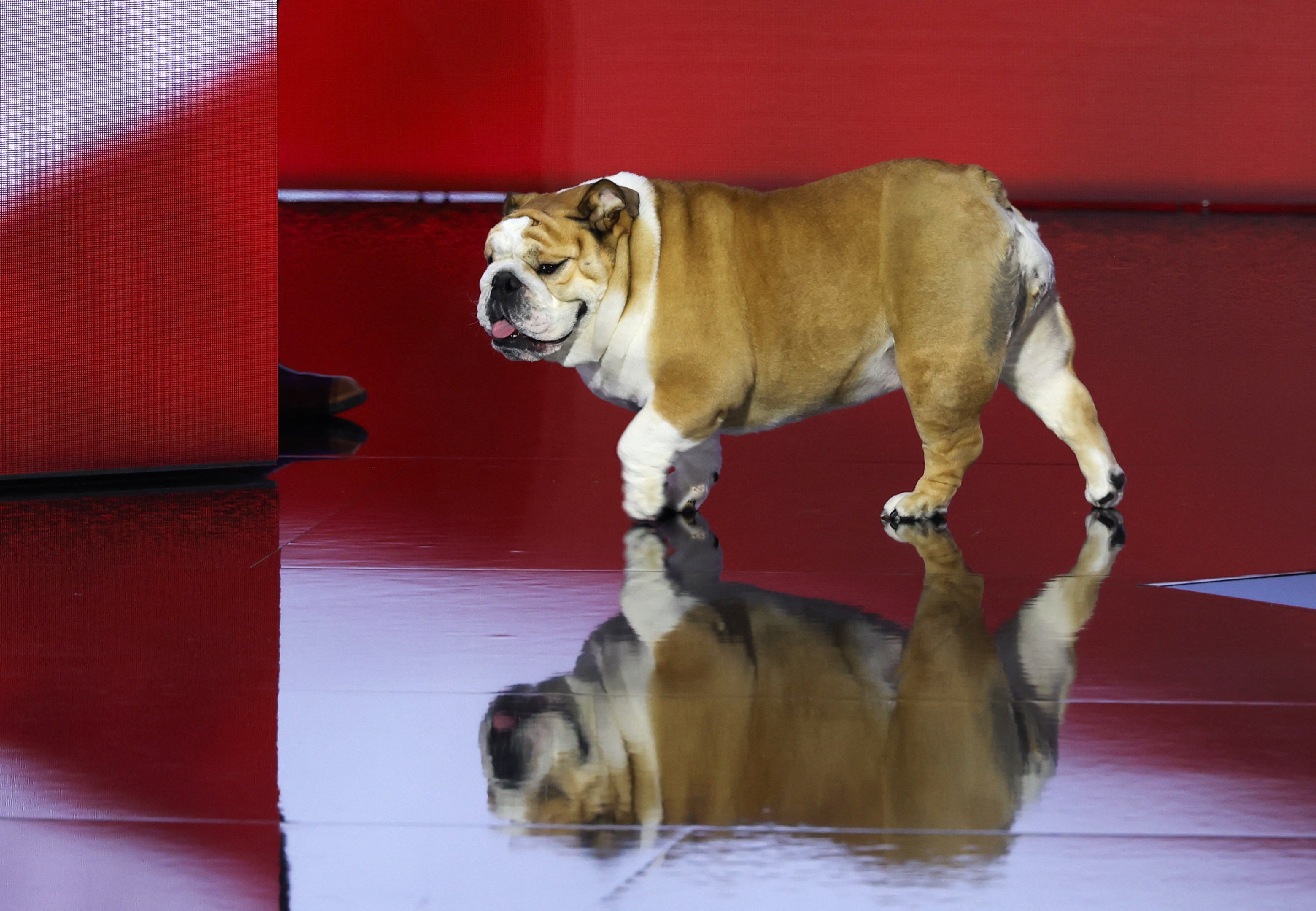 Babydog walks on the stage ahead of Day 2 of the Republican National Convention, at the Fiserv Forum in Milwaukee