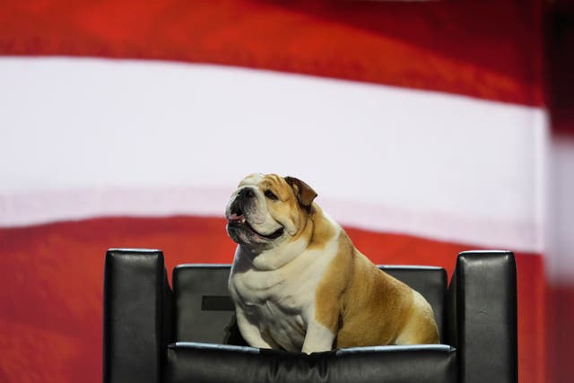 <p>West Virginia Gov. Jim Justice's dog, "Babydog," sits on a chair on stage before the Republican National Convention drawing large cheers from the crowd </p>