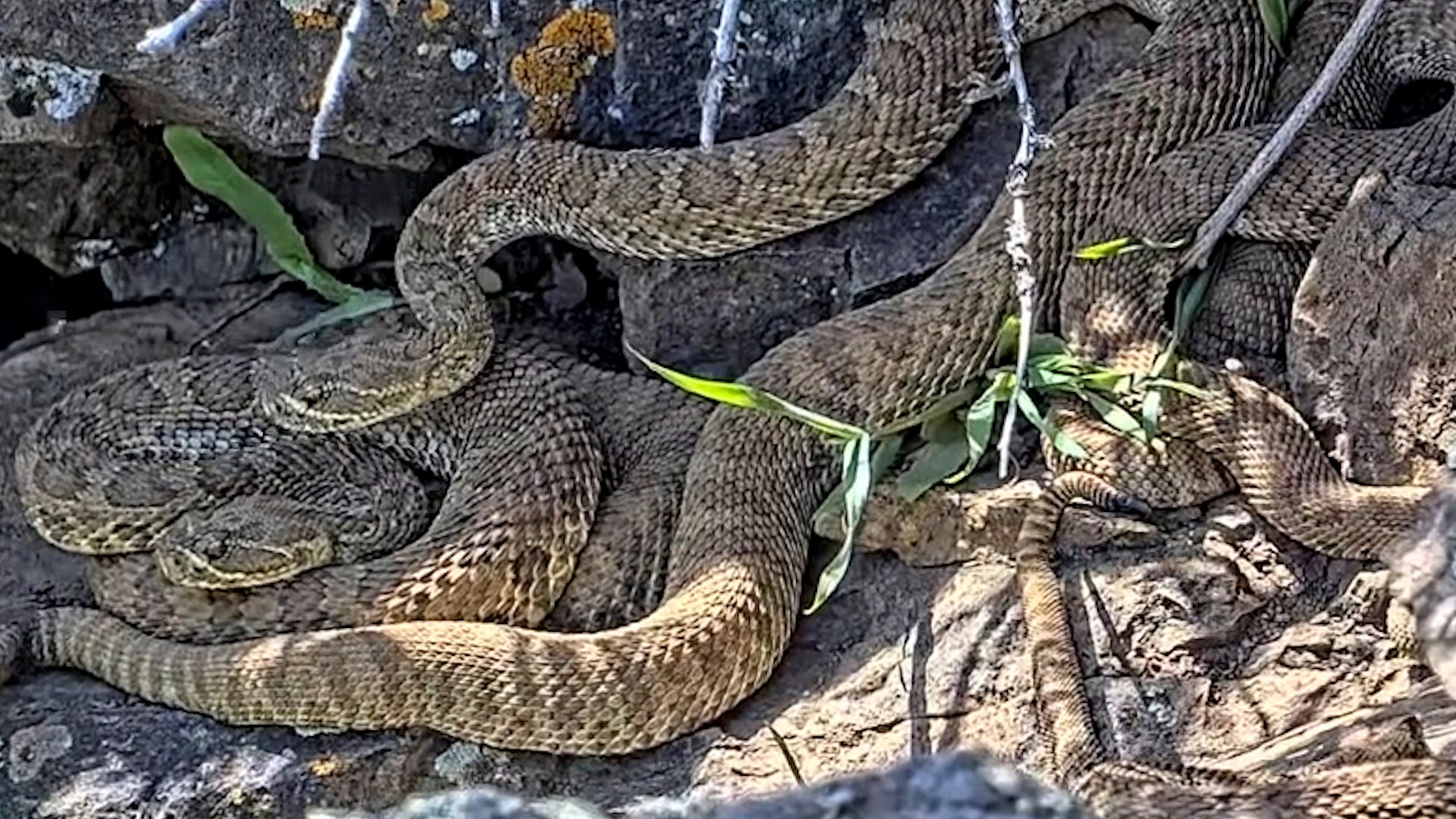Rattlesnake Cam