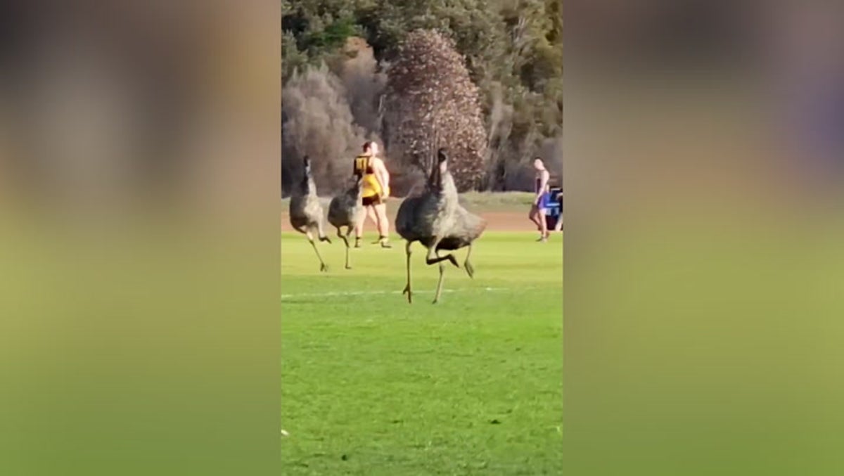 Only in Australia: Mob of emus invades pitch during football match