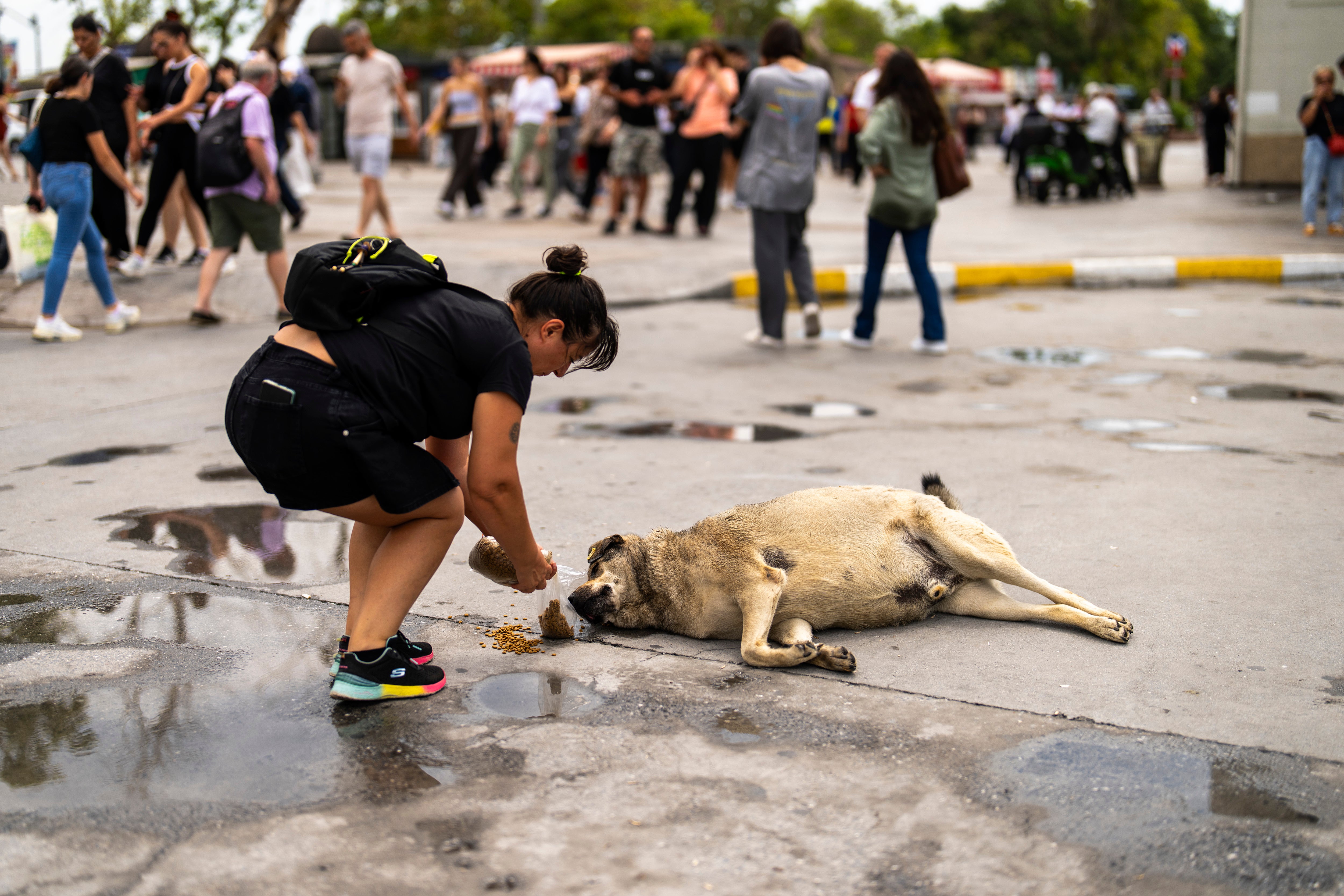 A woman feeds a stray dog in Kadikoy neighbourhood in Istanbul, Turkey, Saturday, July 6, 2024