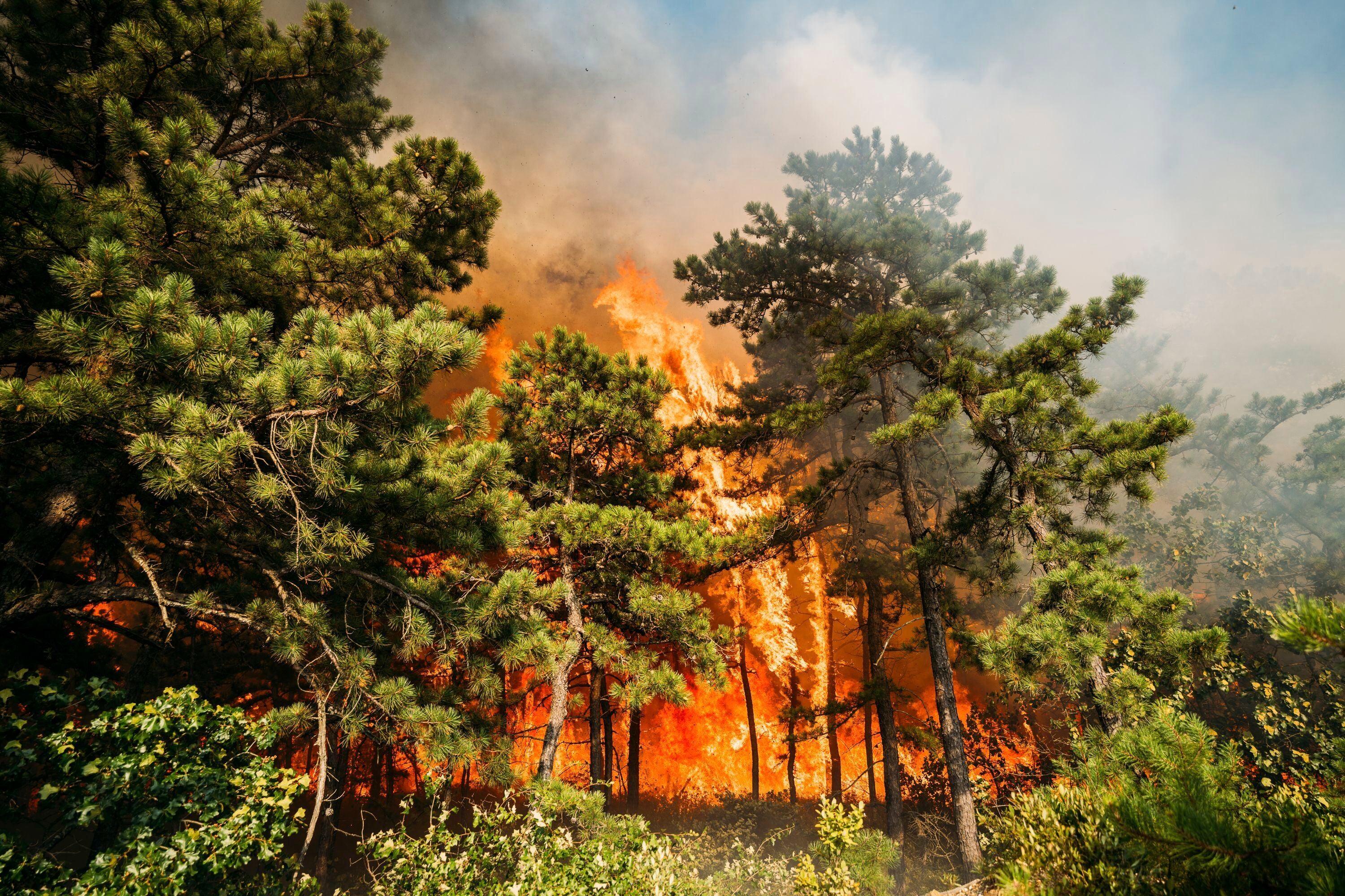 New Jersey Forest Fire