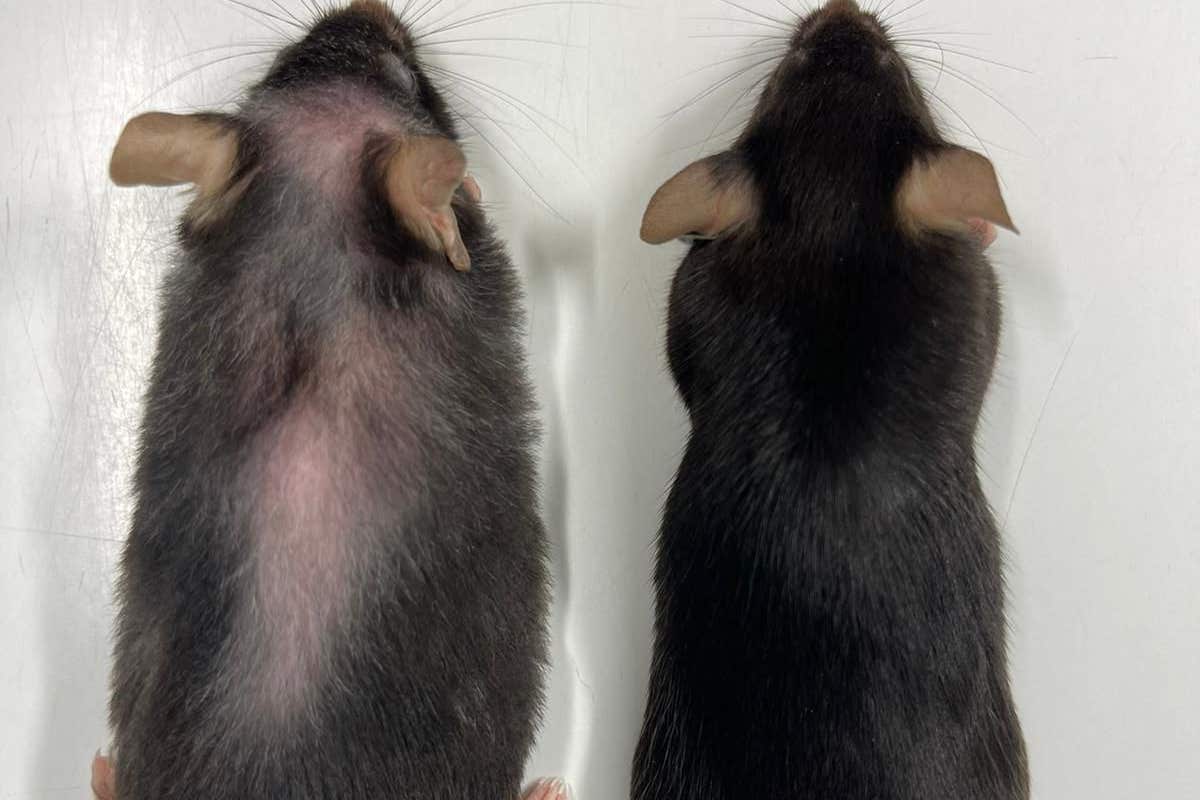 Drug which extends life of mice hints at longer, healthy old age for humans