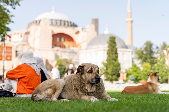 TURQUÍA-PERROS CALLEJEROS