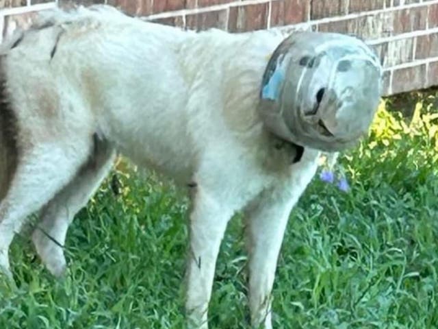 <p>A photo of the dog caught by residents in Manvel, Texas this week. Now, an entire town helped search for the pup </p>