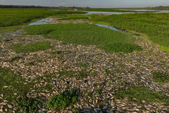 Brazil Dead Fish