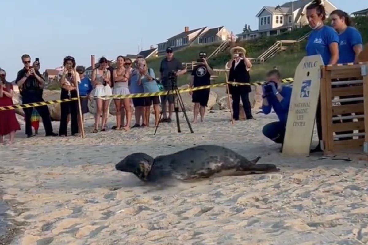 Salt-y life! Heartwarming moment gray seal bounces back into the water after rehabilitation