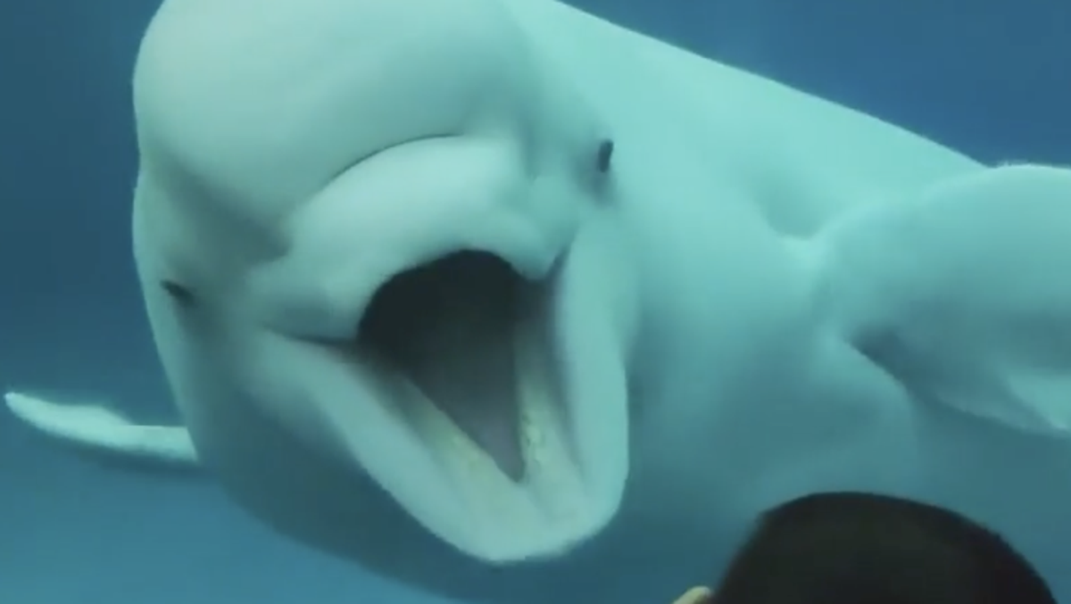 Beluga whale terrifies children with playful snaps at aquarium
