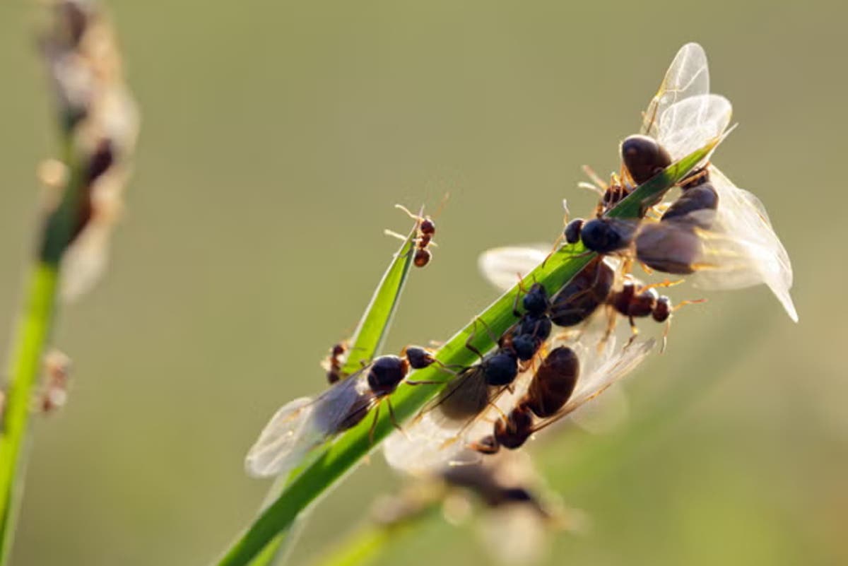 Flying Ant Day Phenomenon Sweeps UK