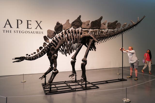 <p>150-million-year-old fossil of Stegosaurus specimen is on display at Sotheby’s in New York on July 10, 2024. </p>