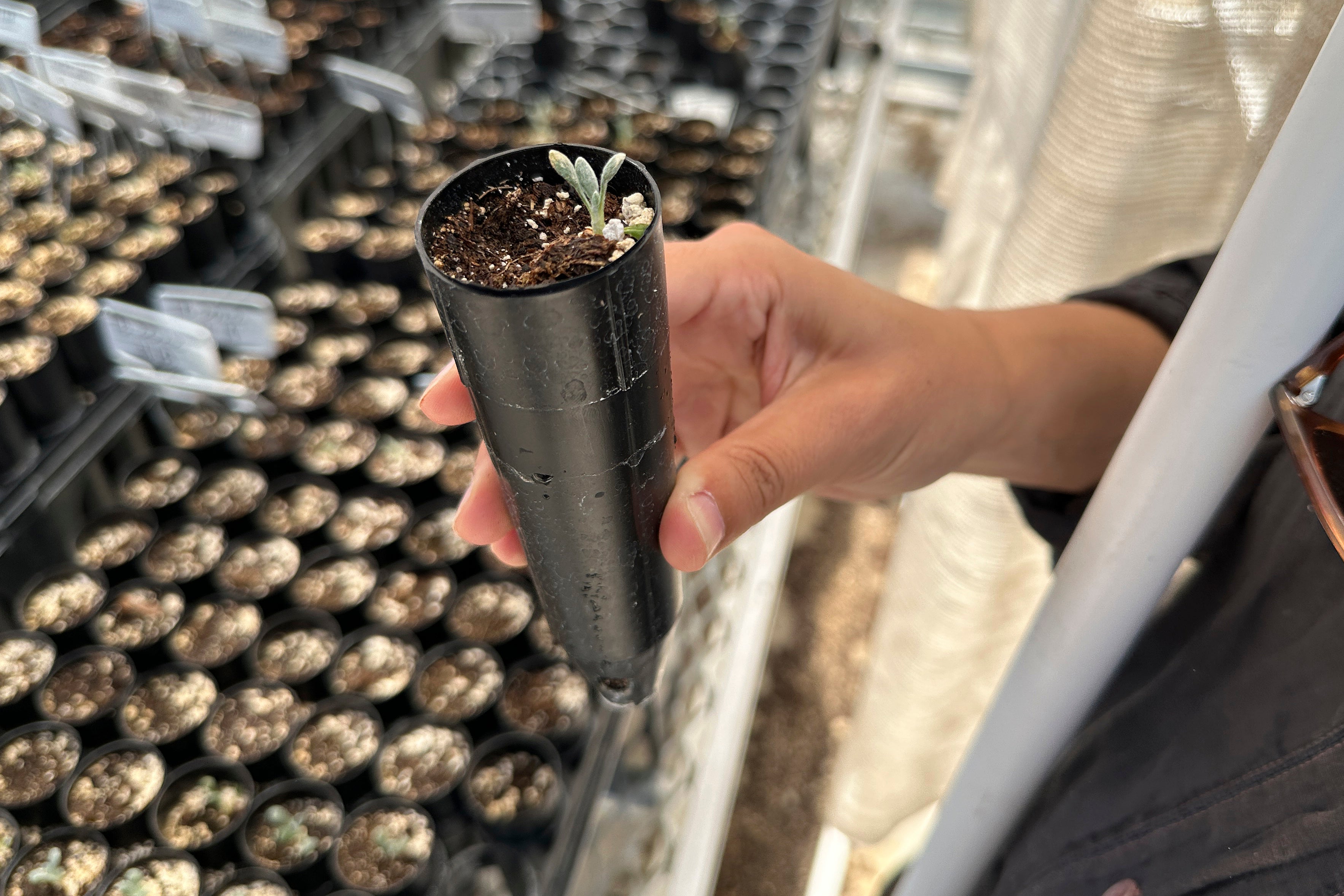 Climate Lithium Desert Wildflower