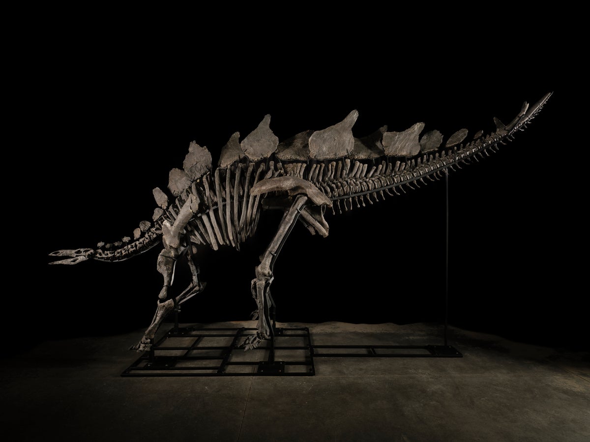 Billionaire hedge fund owner buys ‘Apex’ stegosaurus fossil for record $44m