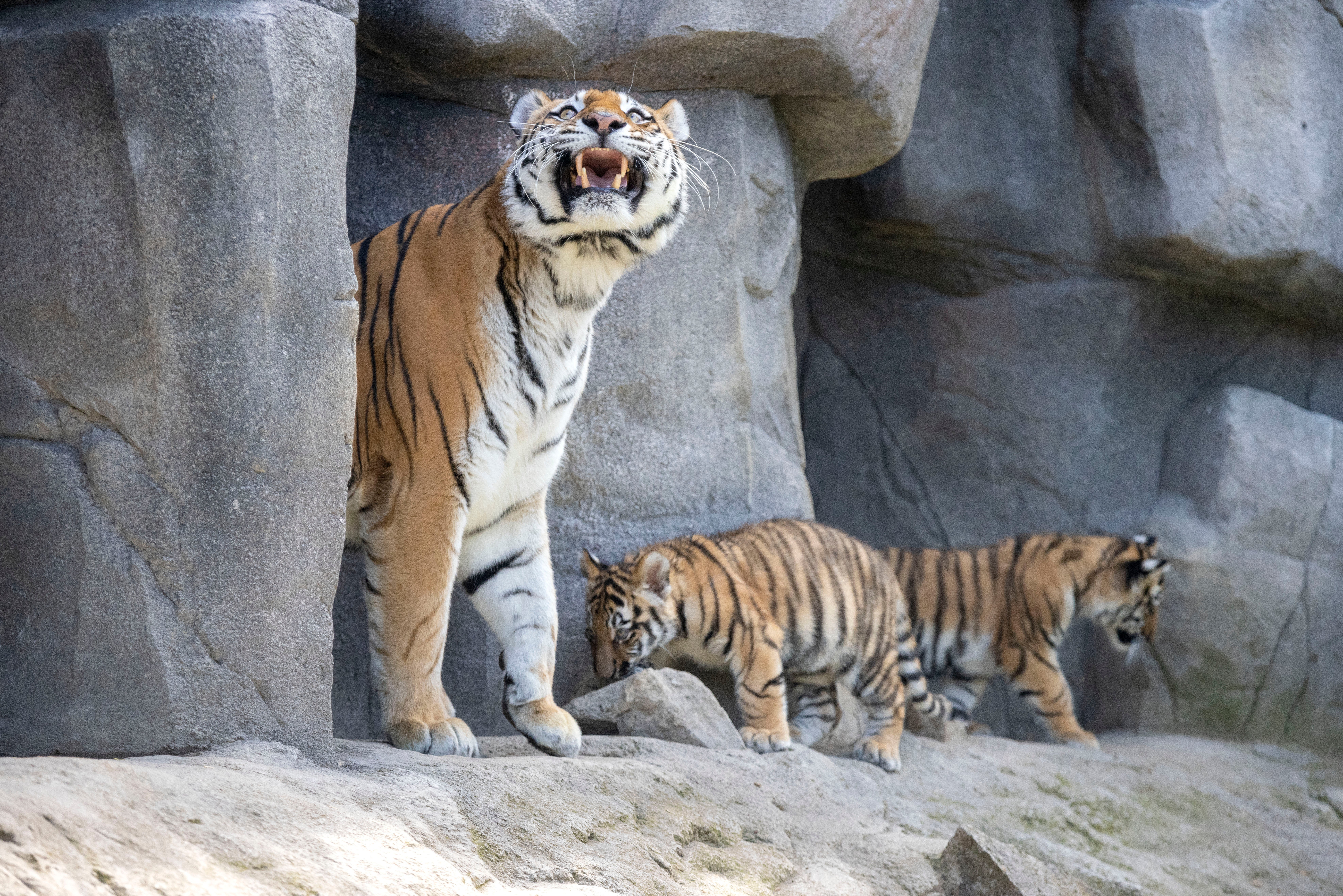 Germany Tiger Cubs