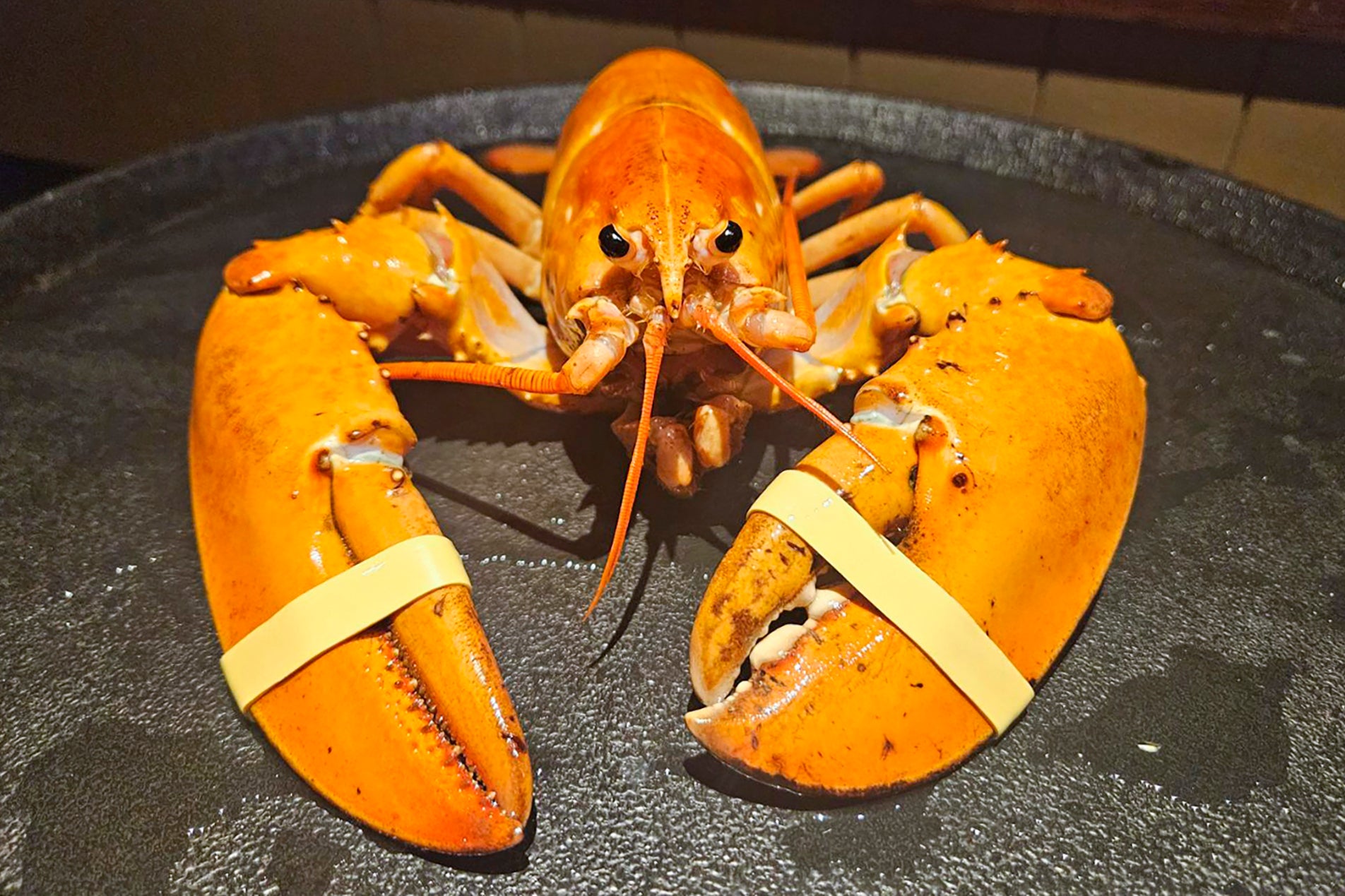 Orange Lobster