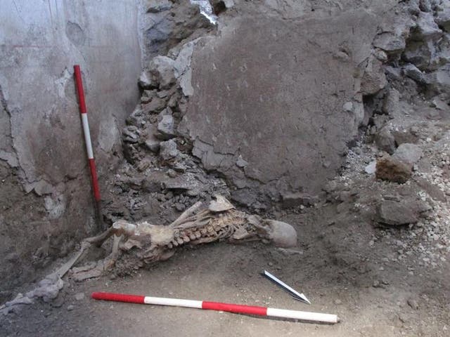 <p>Una fotografía de uno de los esqueletos; se cree que tenía unos 50 años cuando se murió La posición de los restos óseos sugiere que el individuo murió por el derrumbe de una pared.</p>