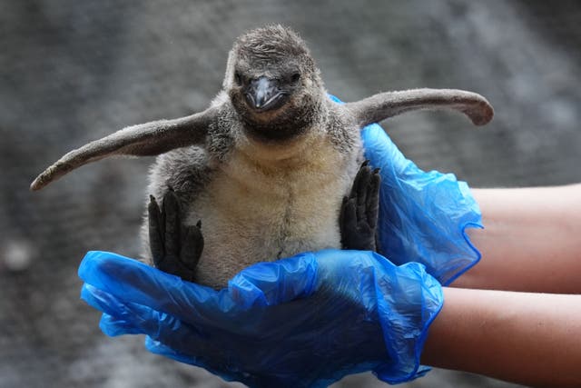 Humboldt penguin chick Rossco was one of two to arrive at Blair Drummond Safari Park in June (Andrew Milligan/PA)