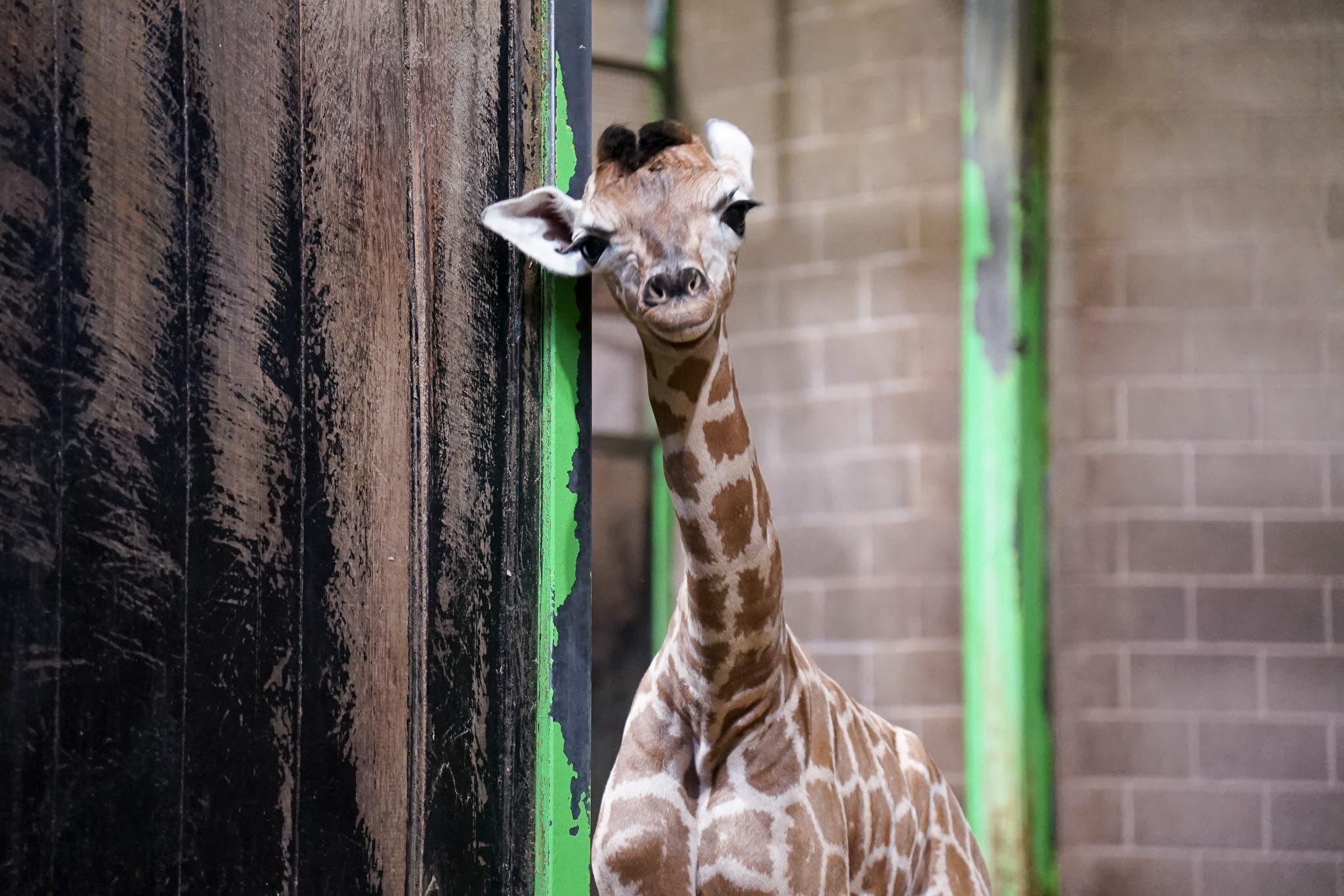 The public are being asked to help name a new baby giraffe born at Belfast Zoo (Belfast Zoo/PA)