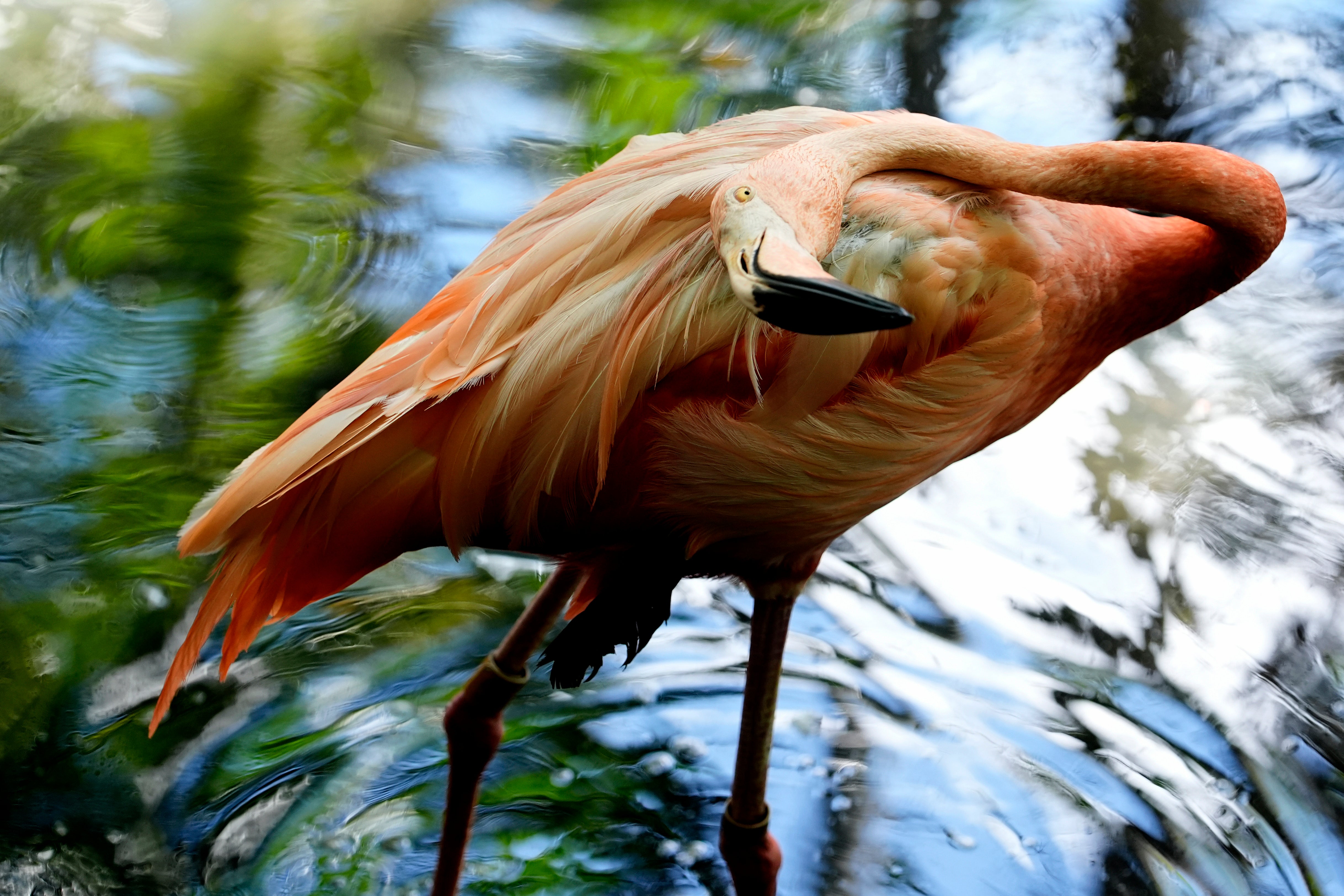 <p>Paradise Park has a flamboyance of Caribbean flamingos (file photo)</p>