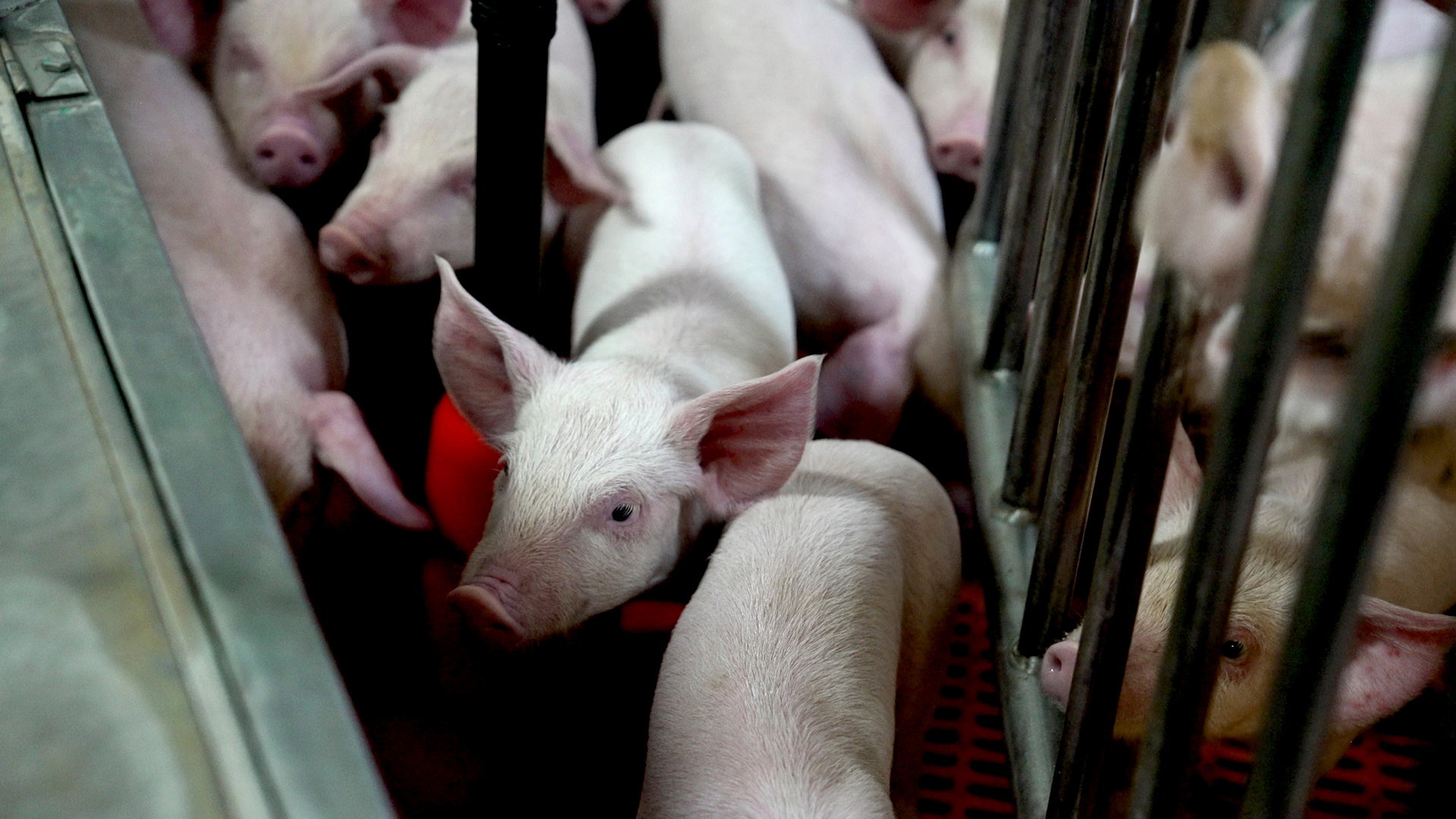 Genetically modified piglets gather together at the Revivicor research farm near Blacksburg