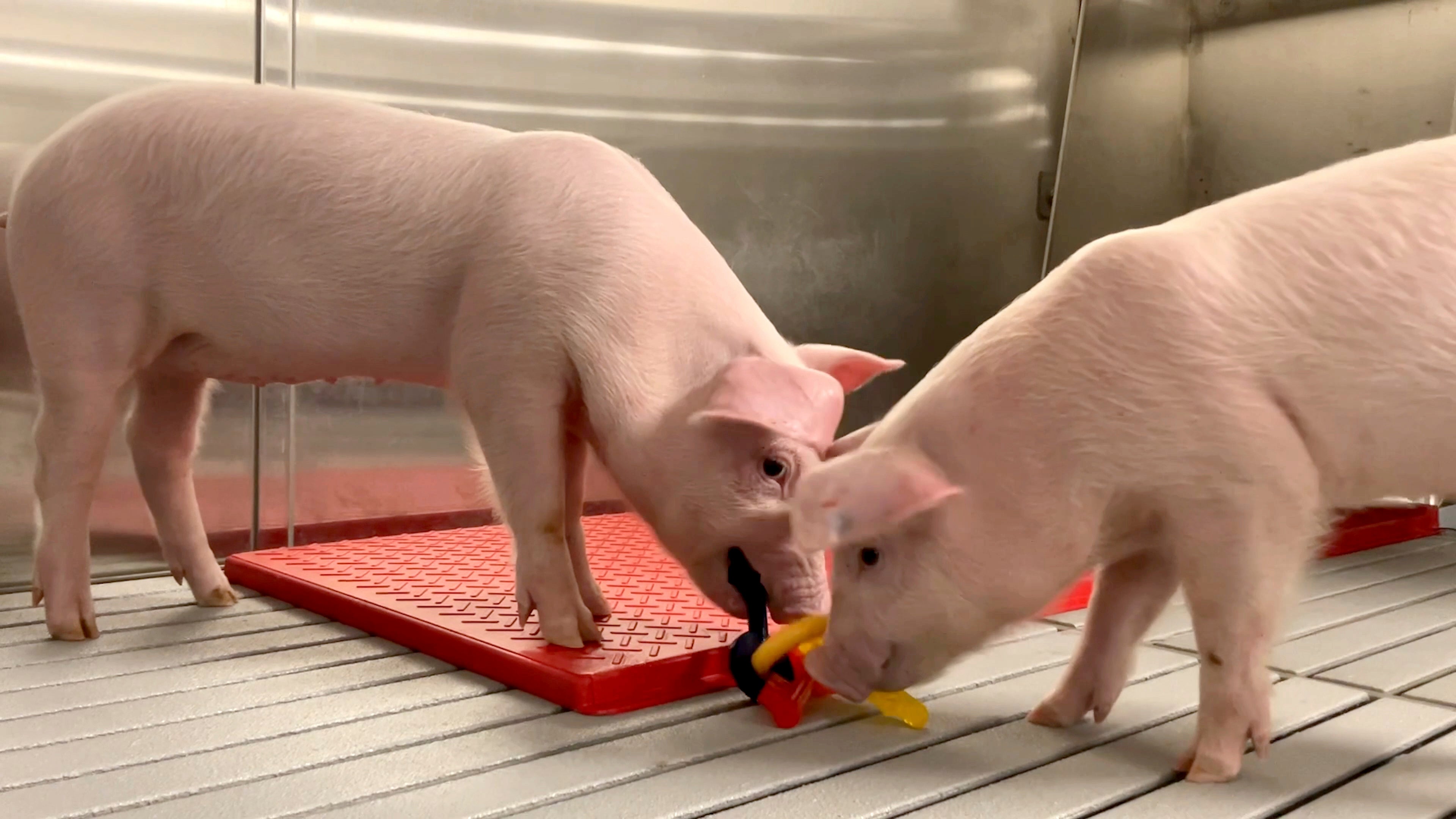 Genetically modified pigs stand inside the protective barrier at the company's designated pathogen-free facility in Christiansburg